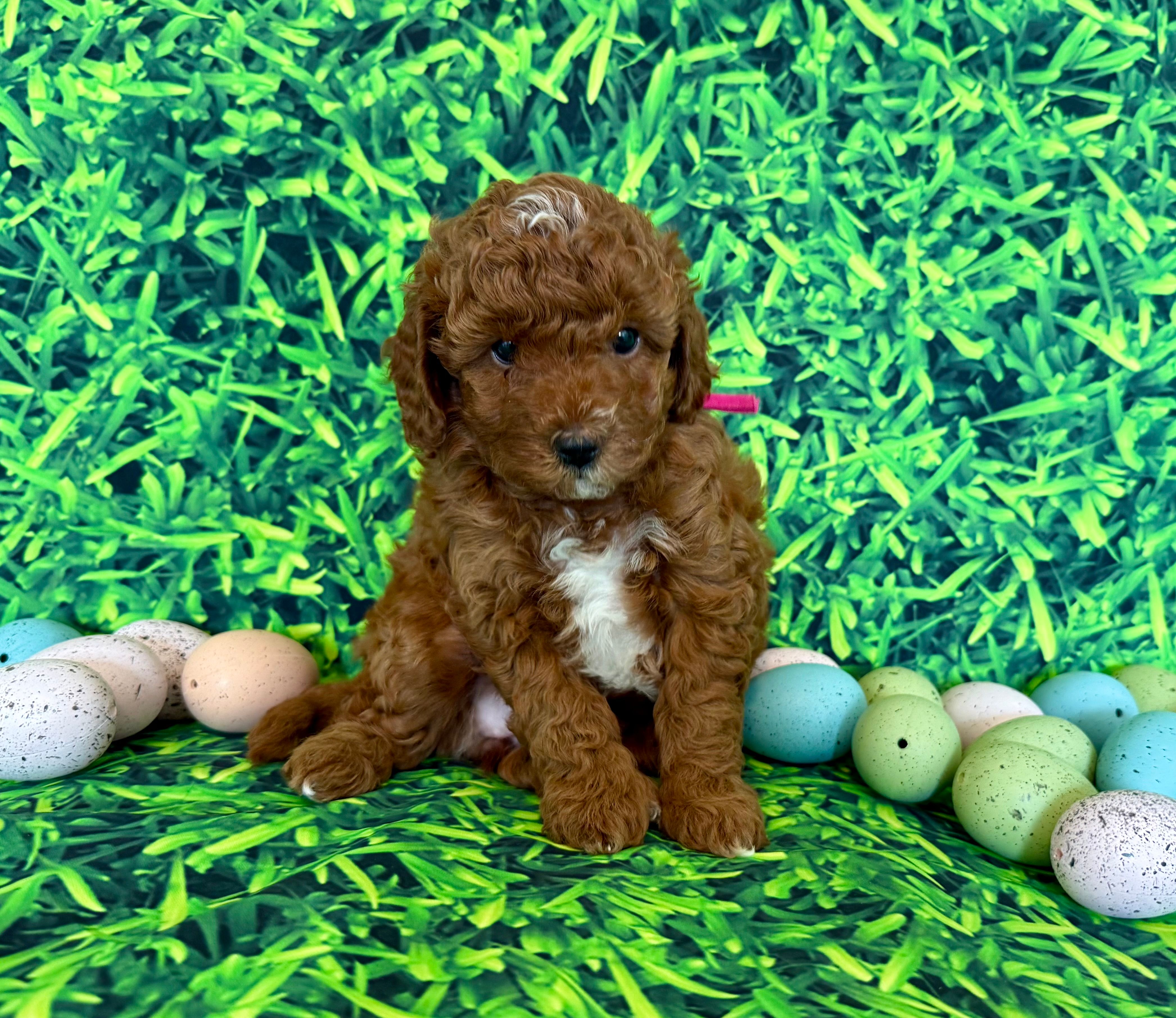 Pink Collar  – Miniature Goldendoodle puppy for sale in Charlestown, IN