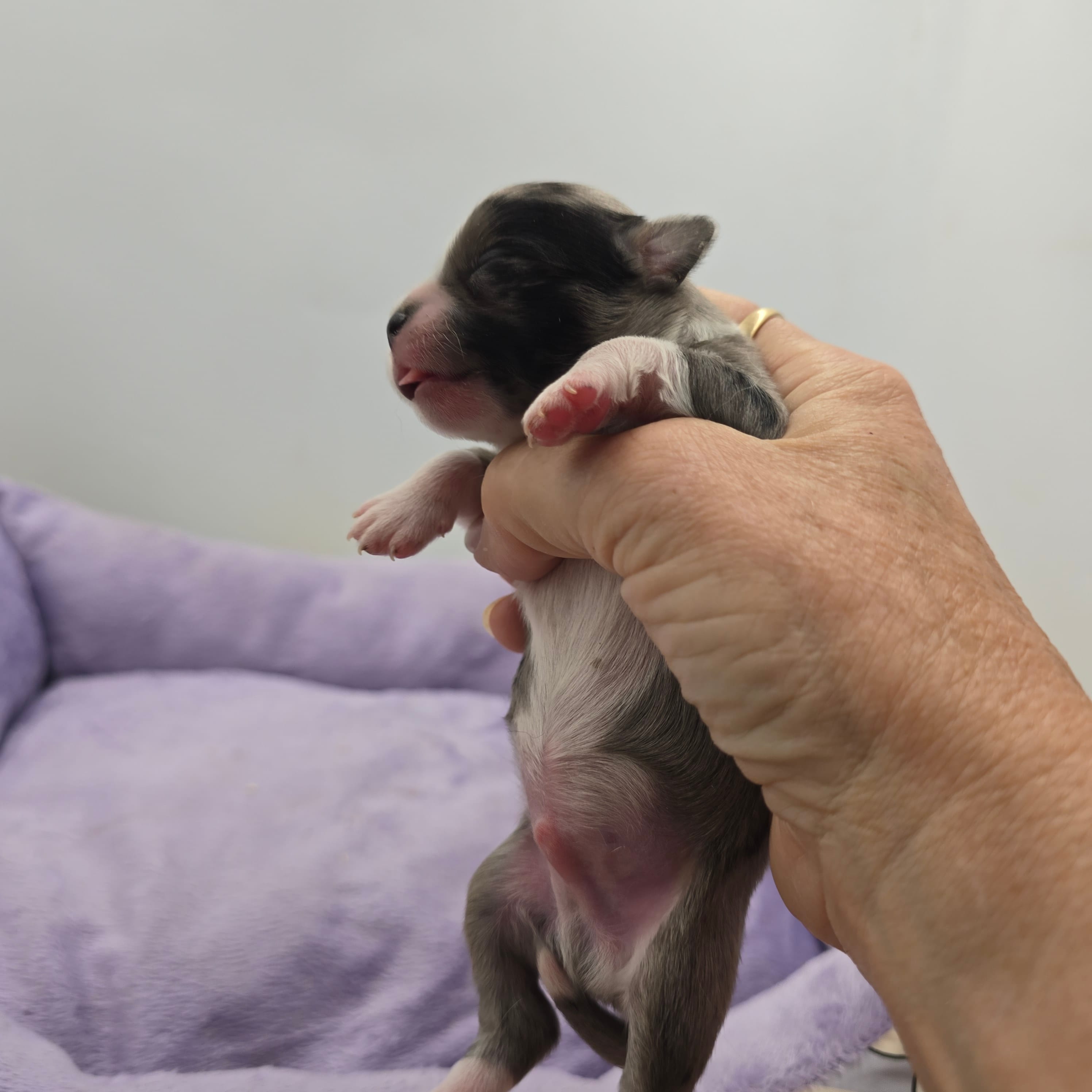 Full AKC Juliette Male # 1, a male Chihuahua for sale in Cullowhee, NC – Photo 2 of 6