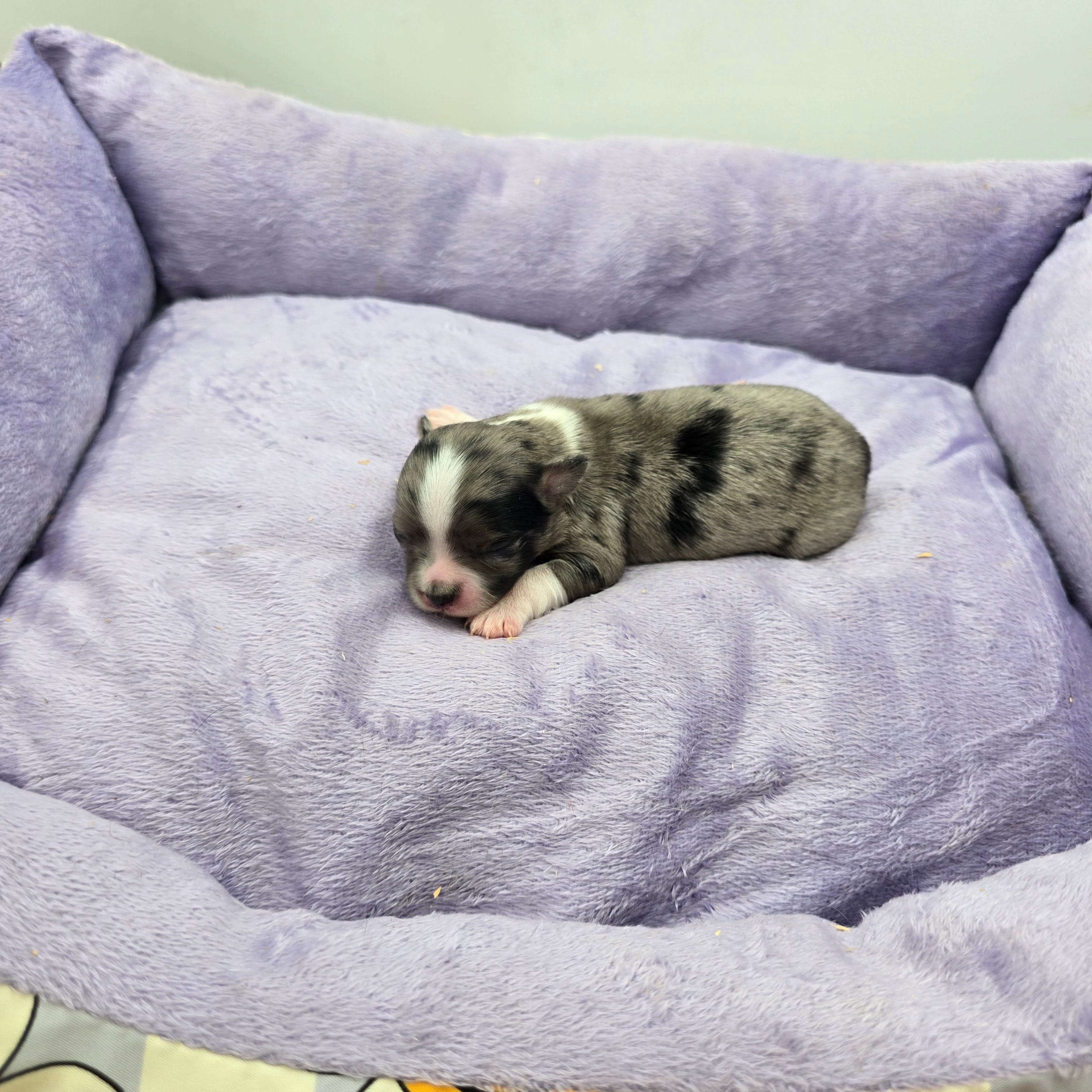 Full AKC Juliette Male # 1, a male Chihuahua for sale in Cullowhee, NC – Photo 4 of 6