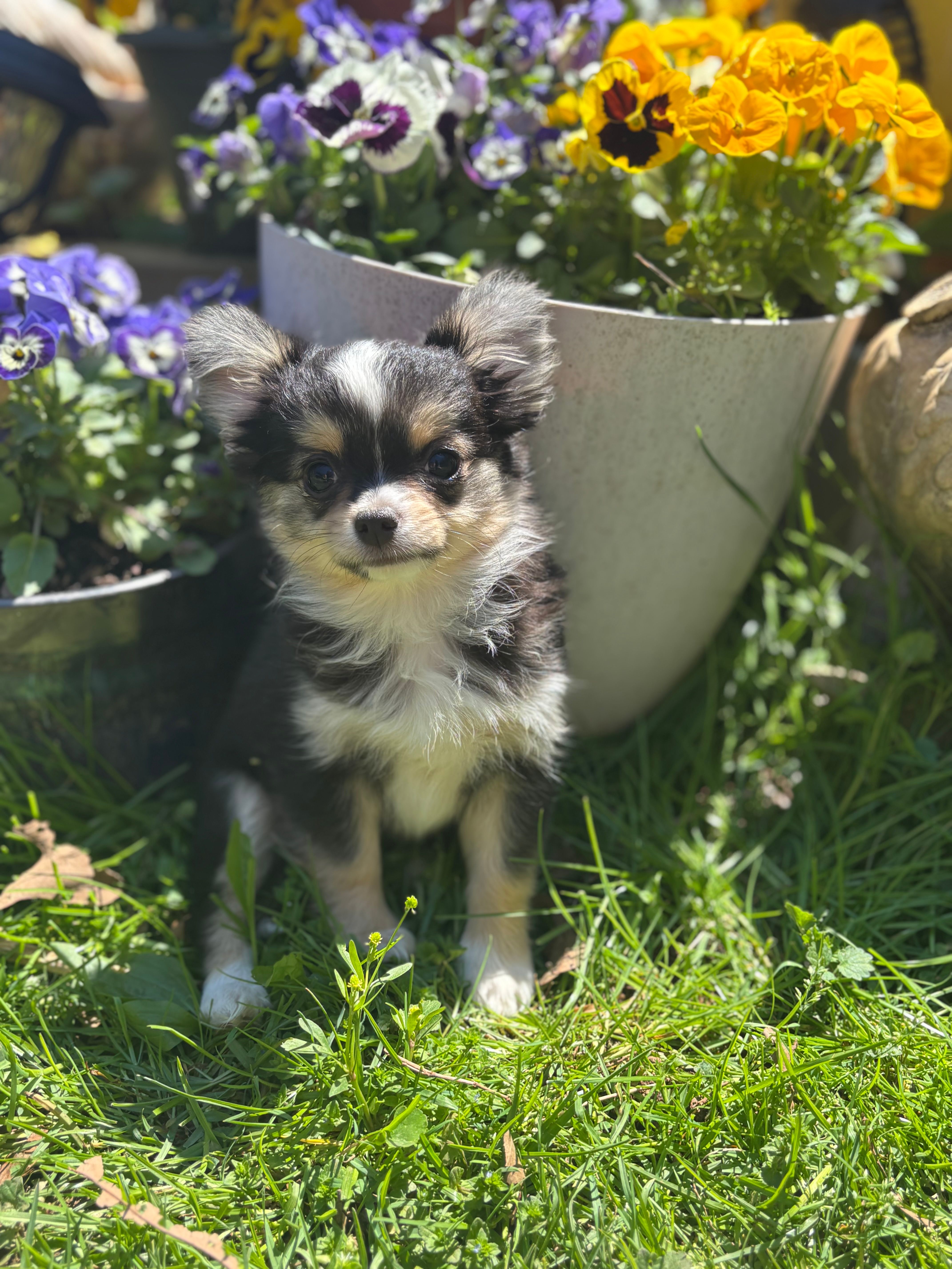 Snickers full AKC show prospect  – Chihuahua puppy for sale in Cullowhee, NC
