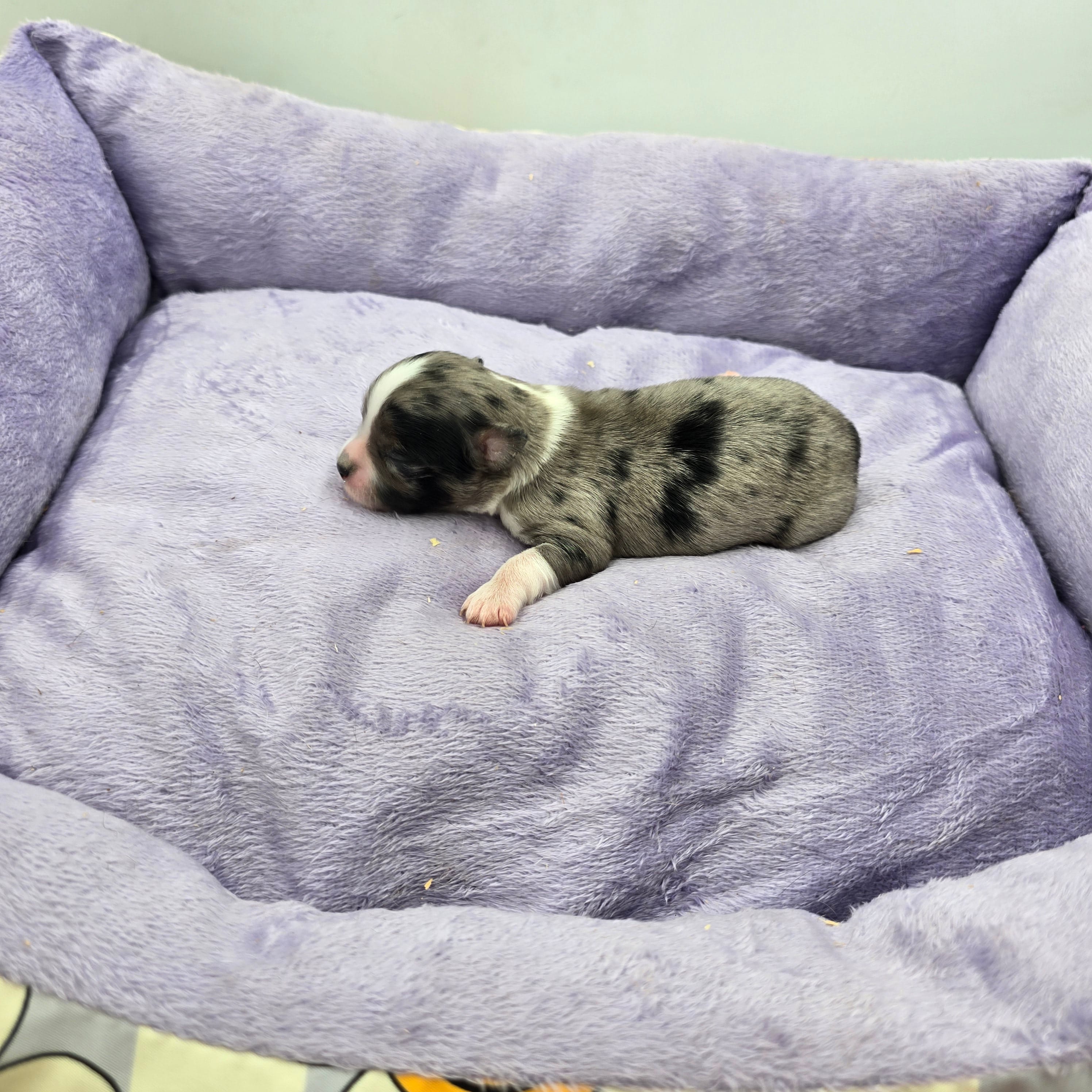 Full AKC Juliette Male # 1, a male Chihuahua for sale in Cullowhee, NC – Photo 6 of 6