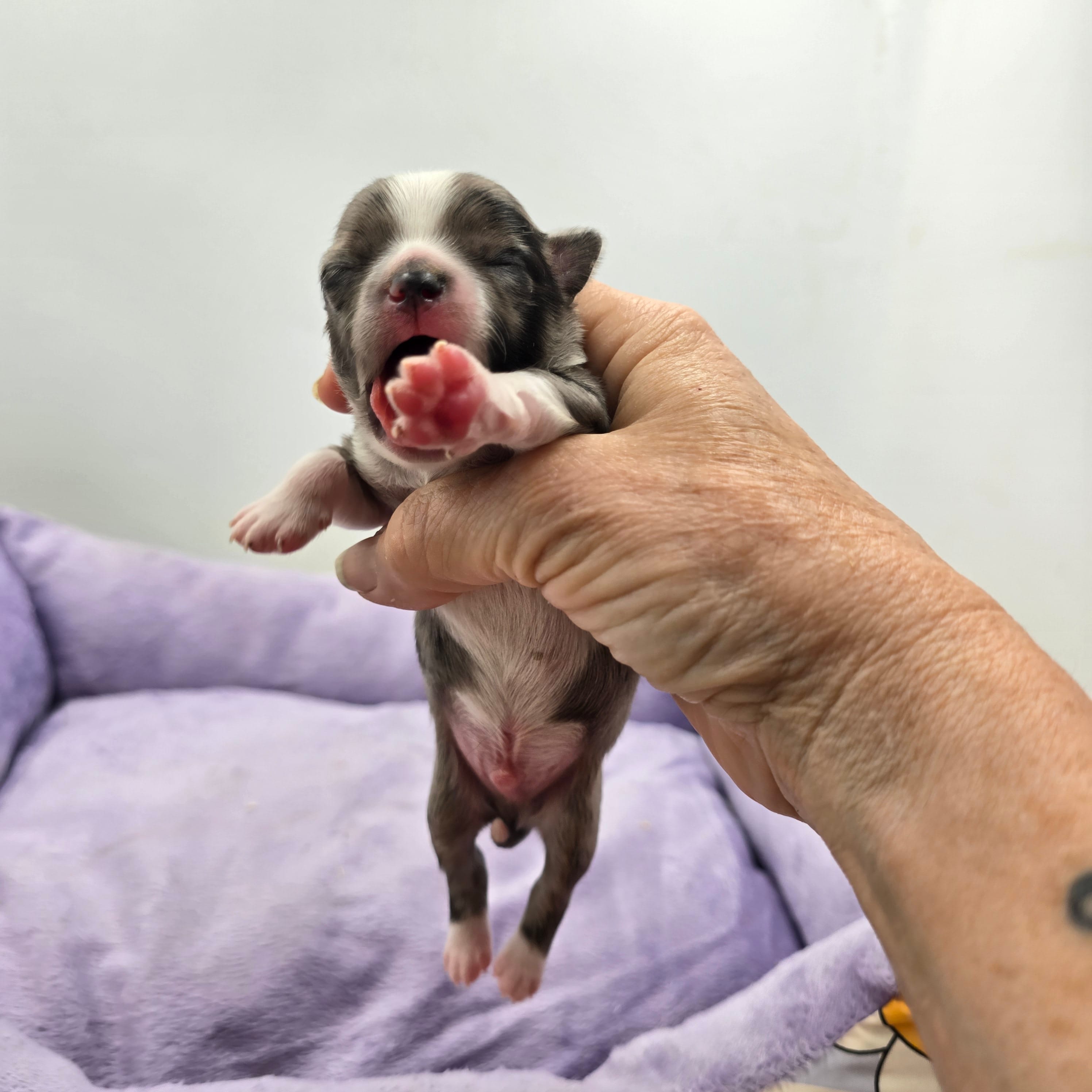 Full AKC Juliette Male # 1 – Chihuahua puppy for sale in Cullowhee, NC