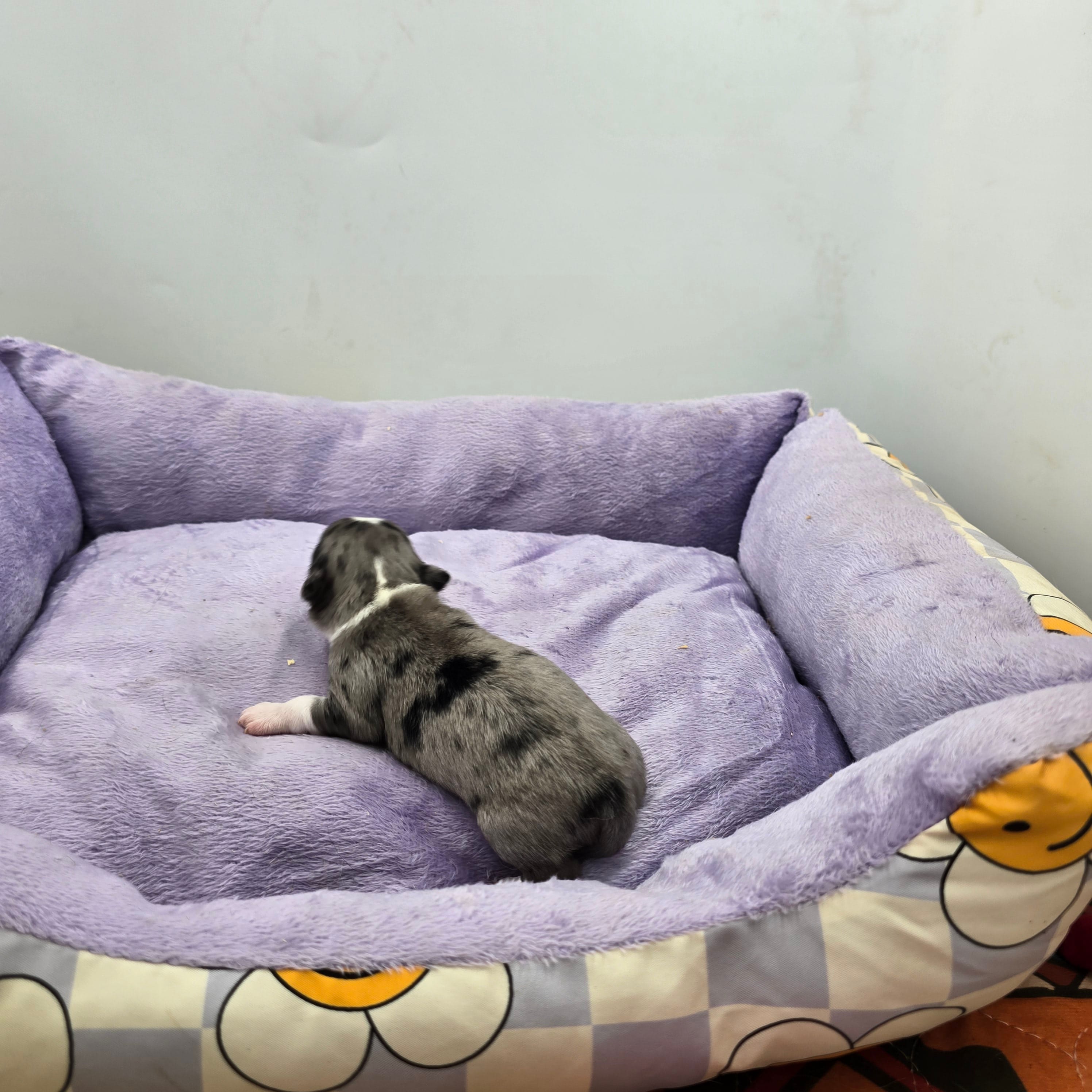 Full AKC Juliette Male # 1, a male Chihuahua for sale in Cullowhee, NC – Photo 3 of 6