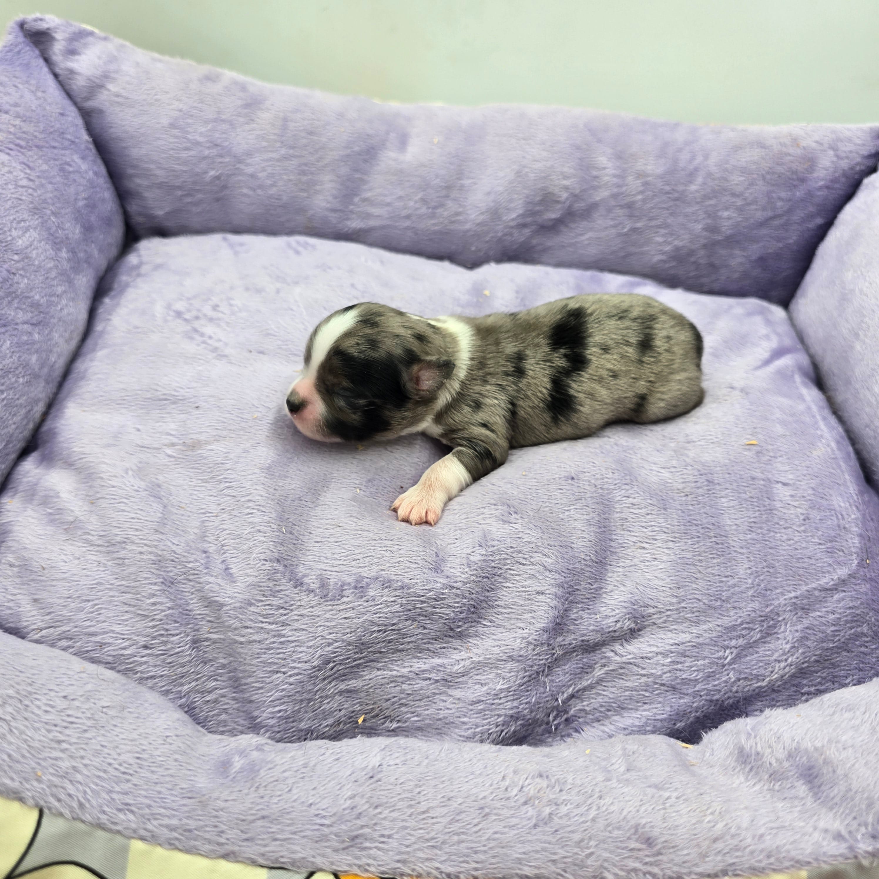 Full AKC Juliette Male # 1, a male Chihuahua for sale in Cullowhee, NC – Photo 5 of 6