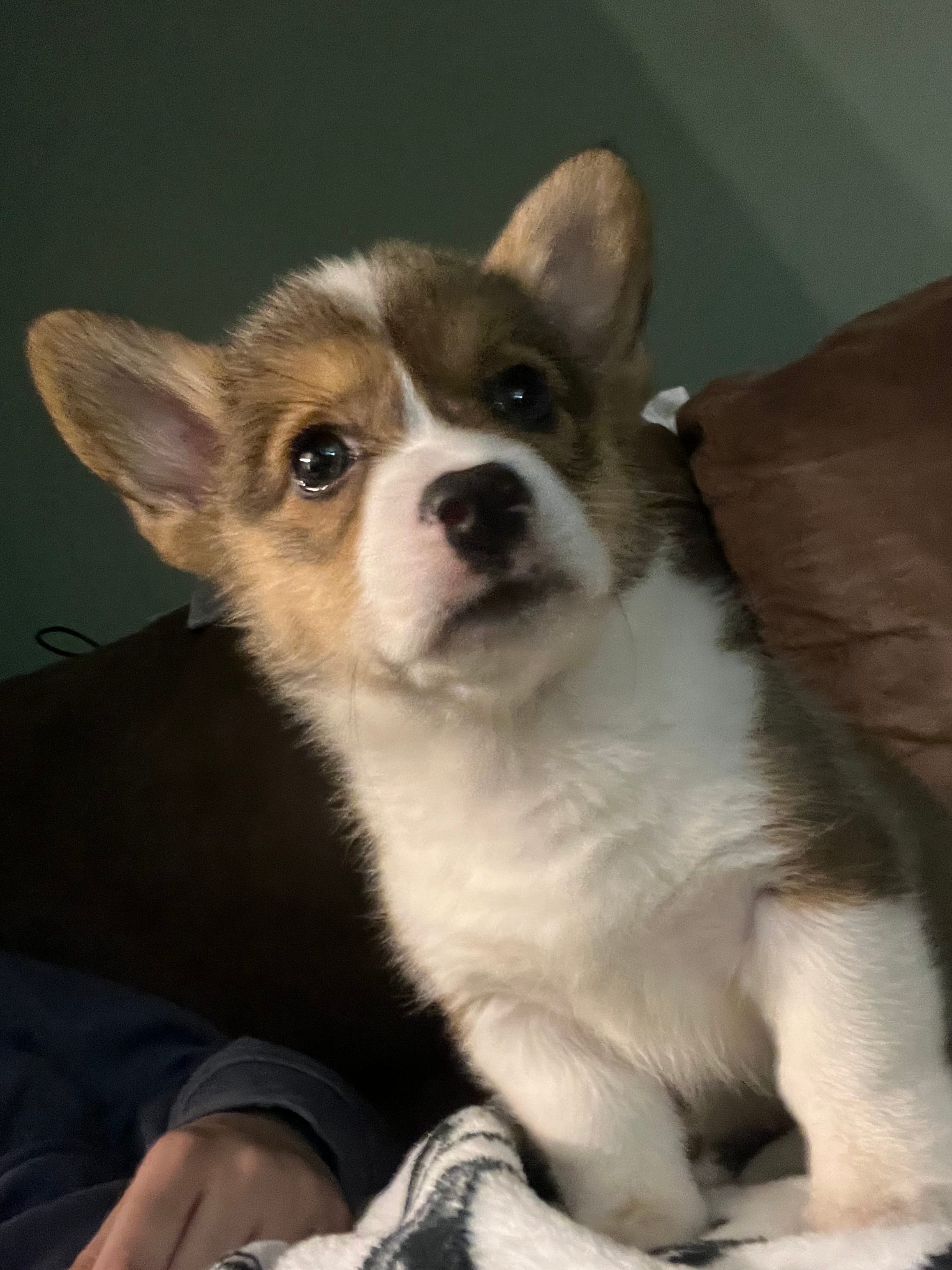 Tiana – Pembroke Welsh Corgi puppy for sale in Green City, MO
