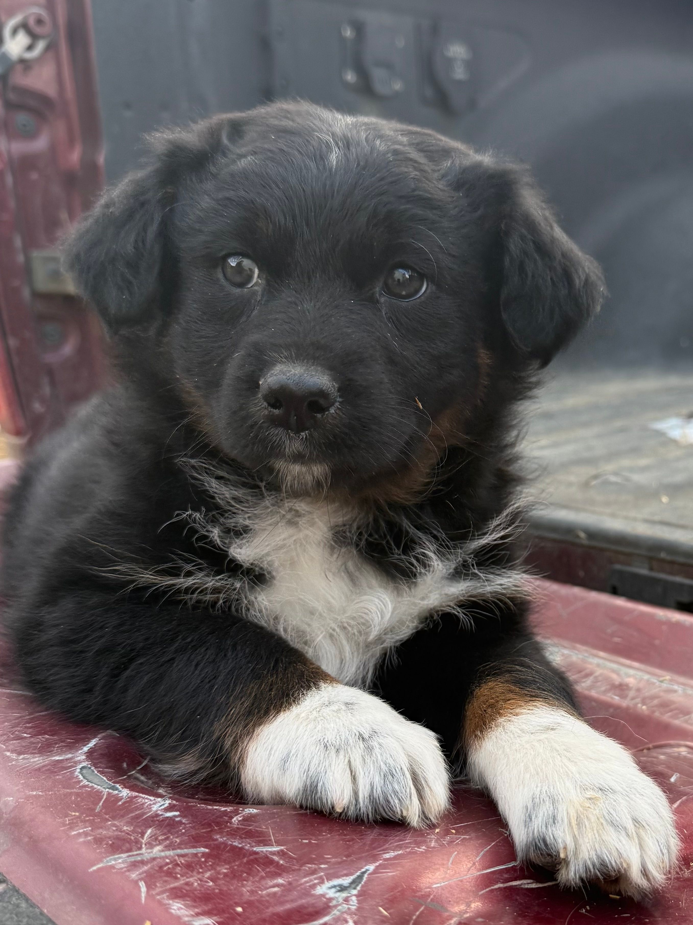 Amy – Australian Shepherd puppy for sale in Kimbolton, OH