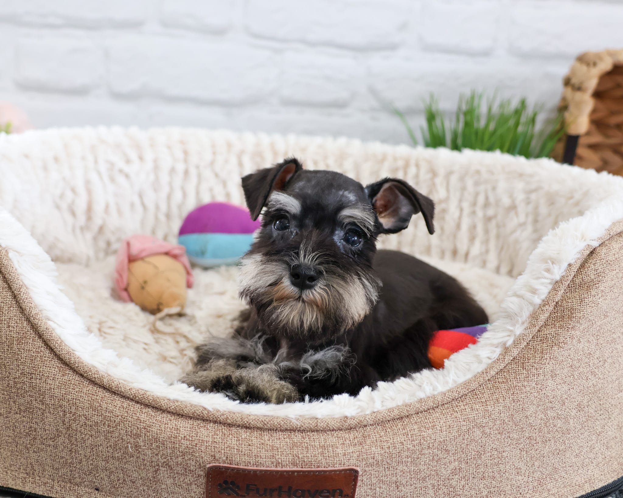 AKC Piglet  – Miniature Schnauzer puppy for sale in Syracuse, IN