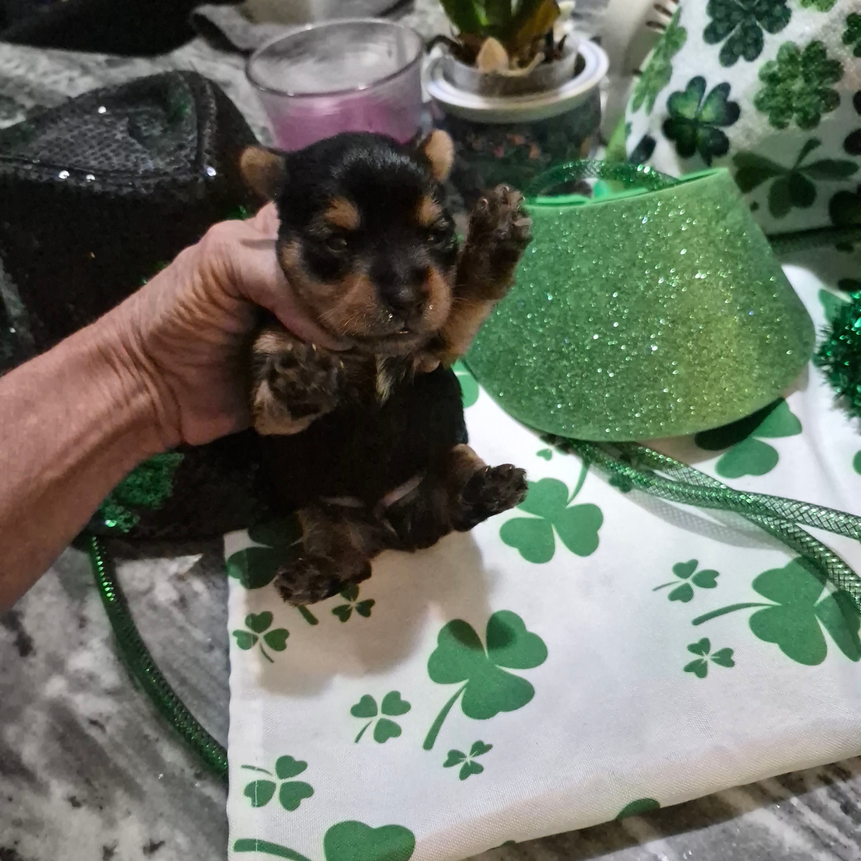 Liz Male Yorkie 3 – Yorkshire Terrier puppy for sale in North Port, FL