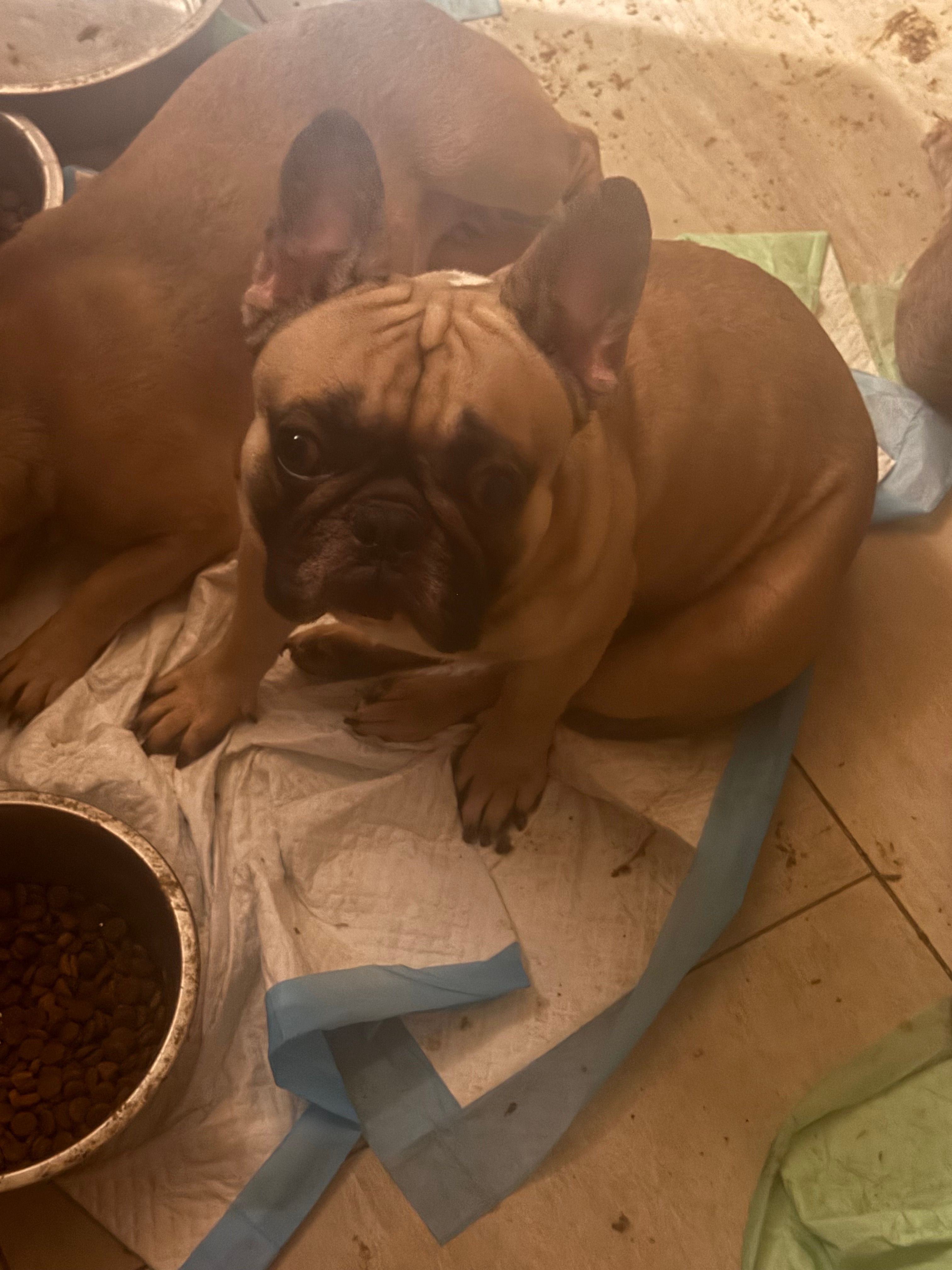 Buddy – French Bulldog puppy for sale in Grand Junction, CO