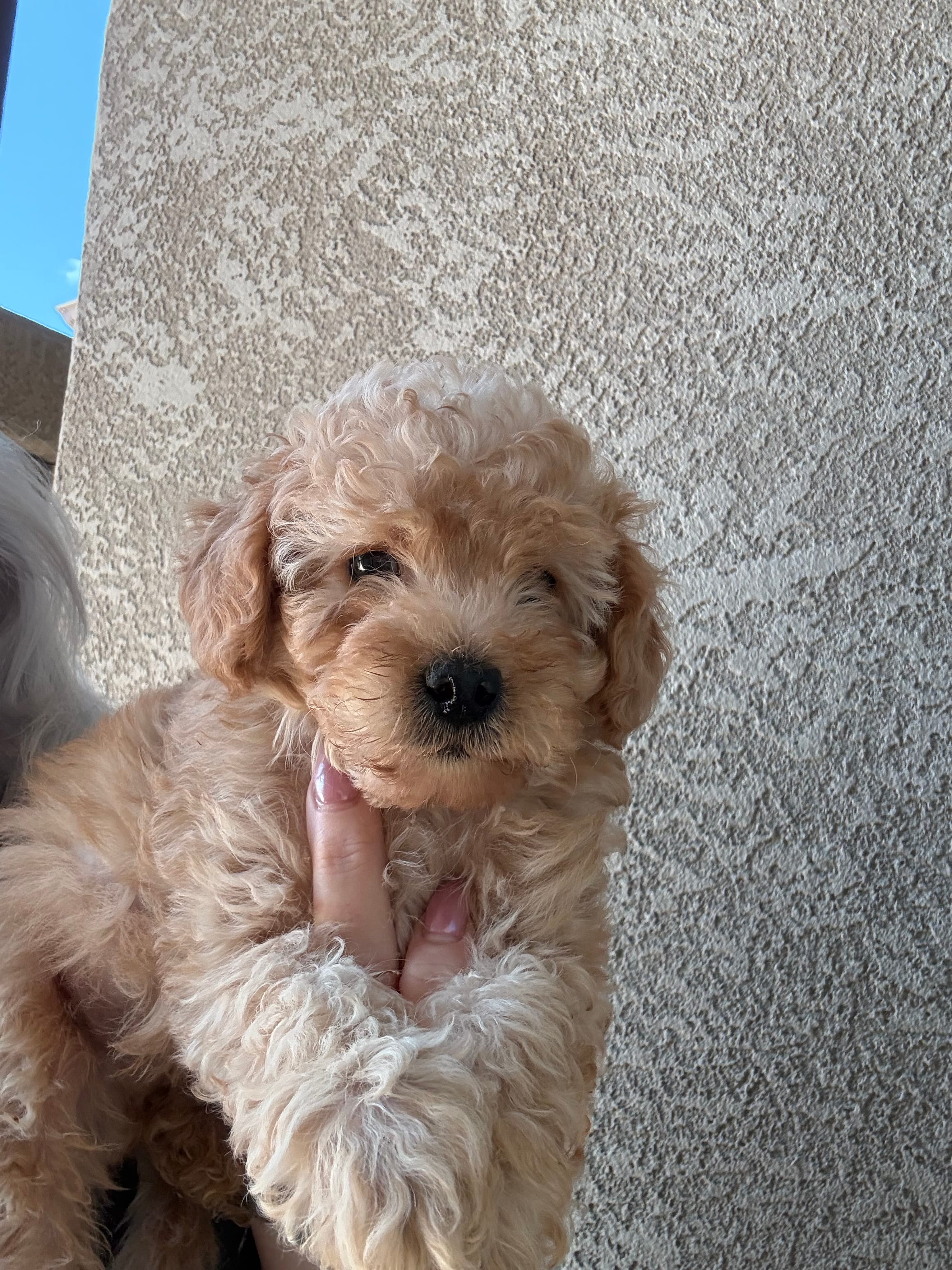 Jake – Miniature Goldendoodle puppy for sale in Grand Junction, CO