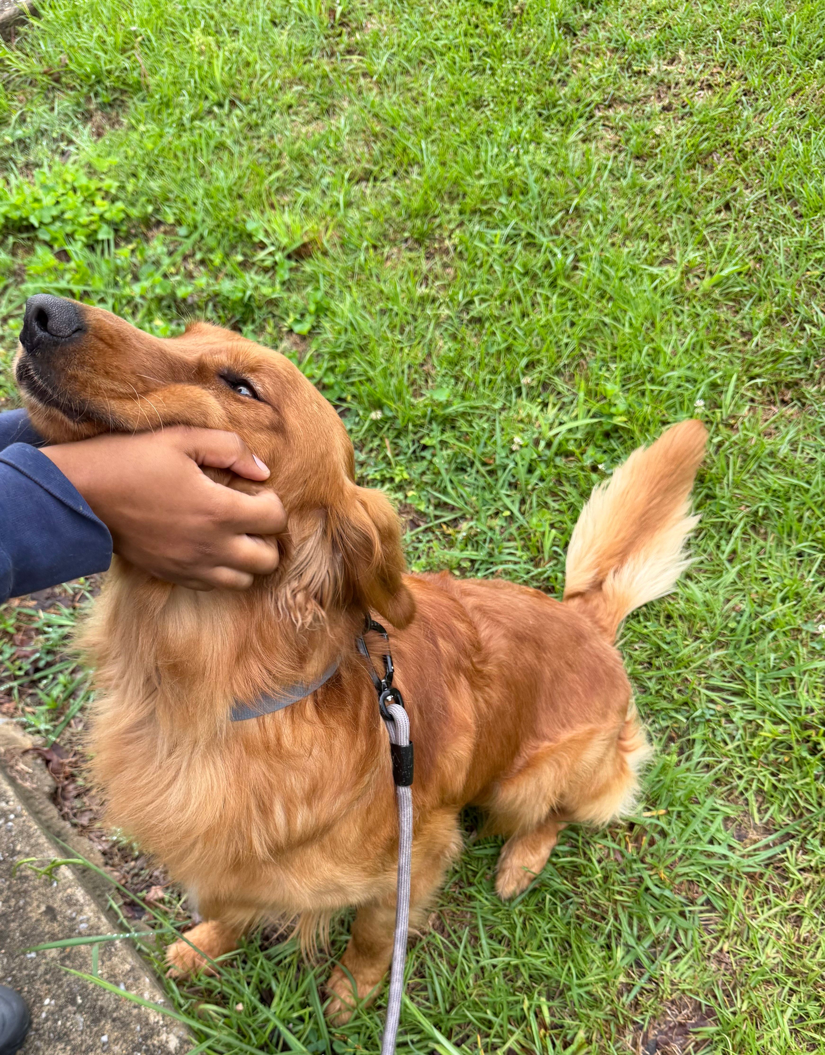 Whiskey , a male Golden Retriever for sale in Pleasant Grove, AL – 3 of 3