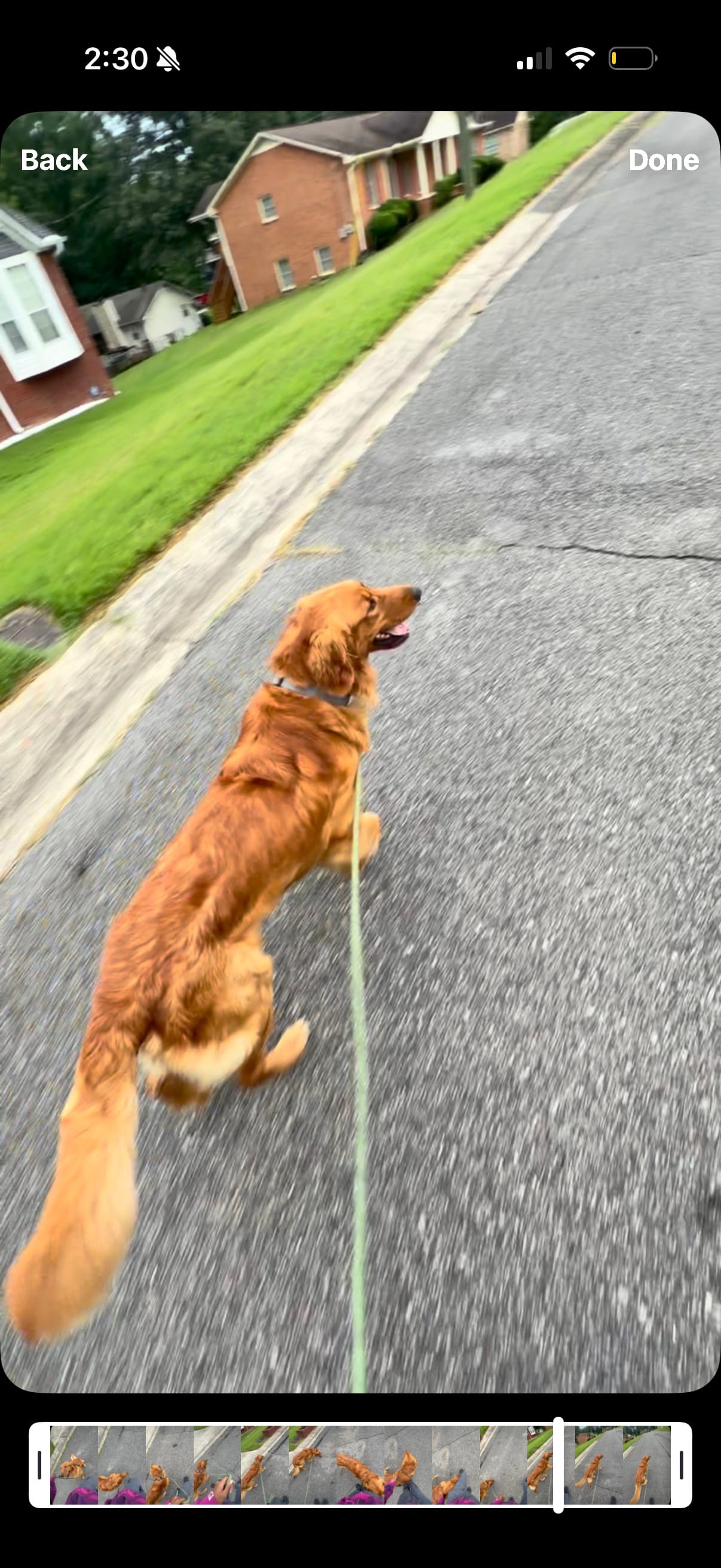 Whiskey , a male Golden Retriever for sale in Pleasant Grove, AL – 2 of 3