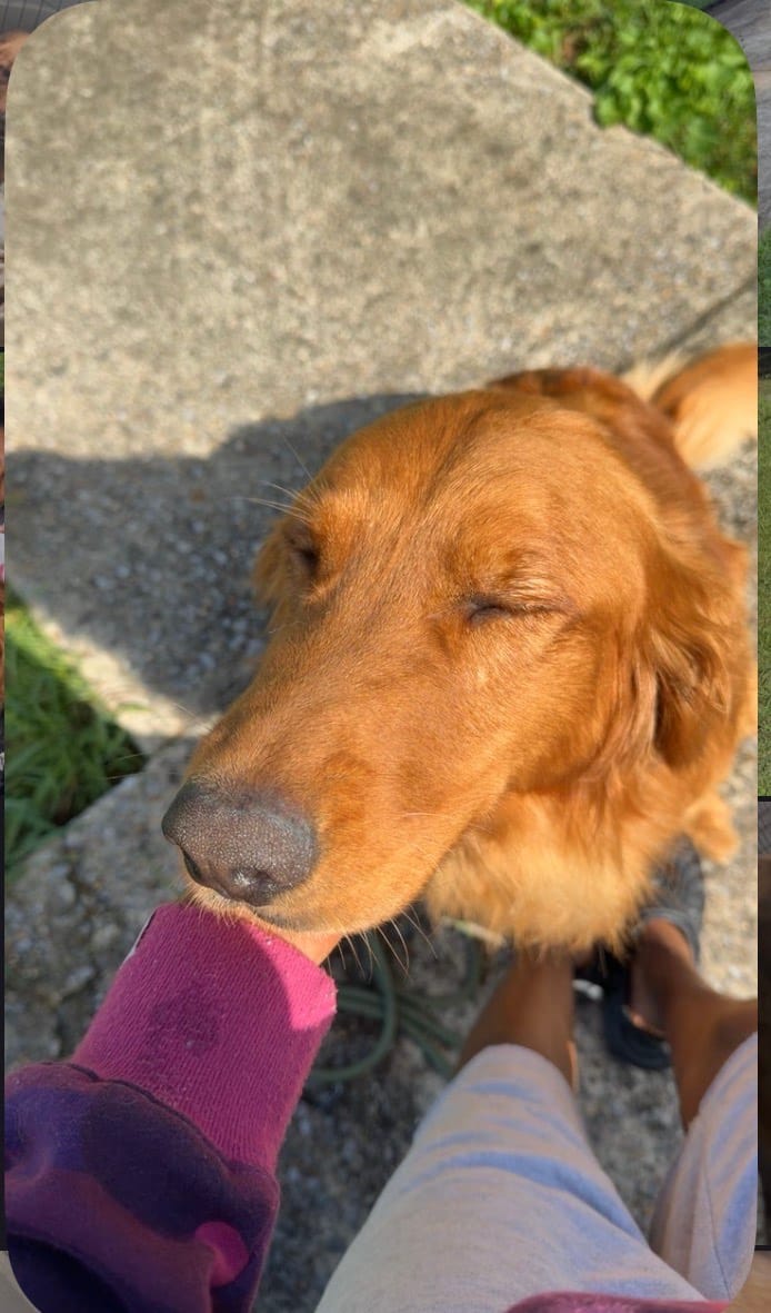 Whiskey  – Golden Retriever puppy for sale in Pleasant Grove, AL