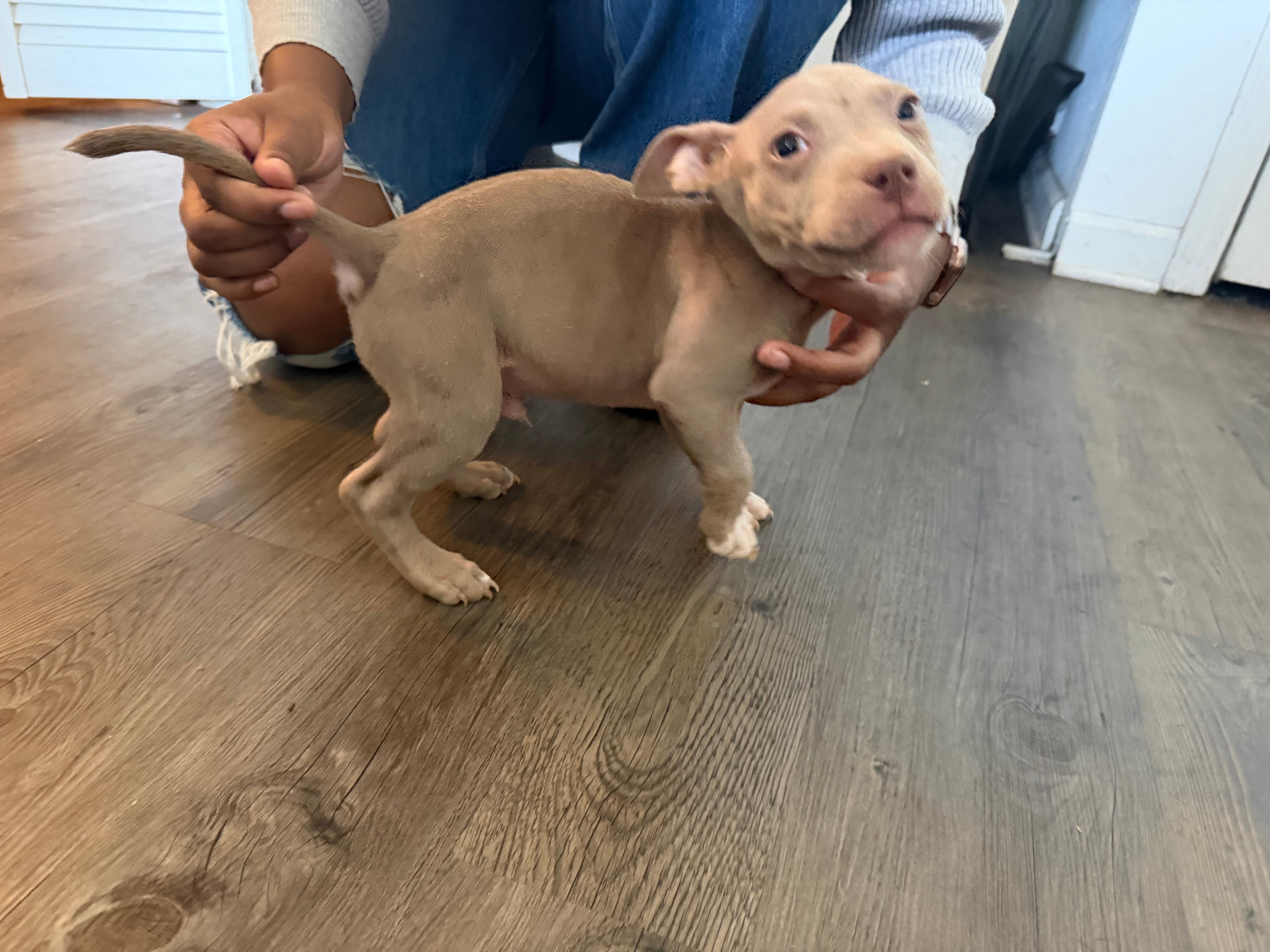Buster  – American Bully puppy for sale in Pleasant Grove, AL