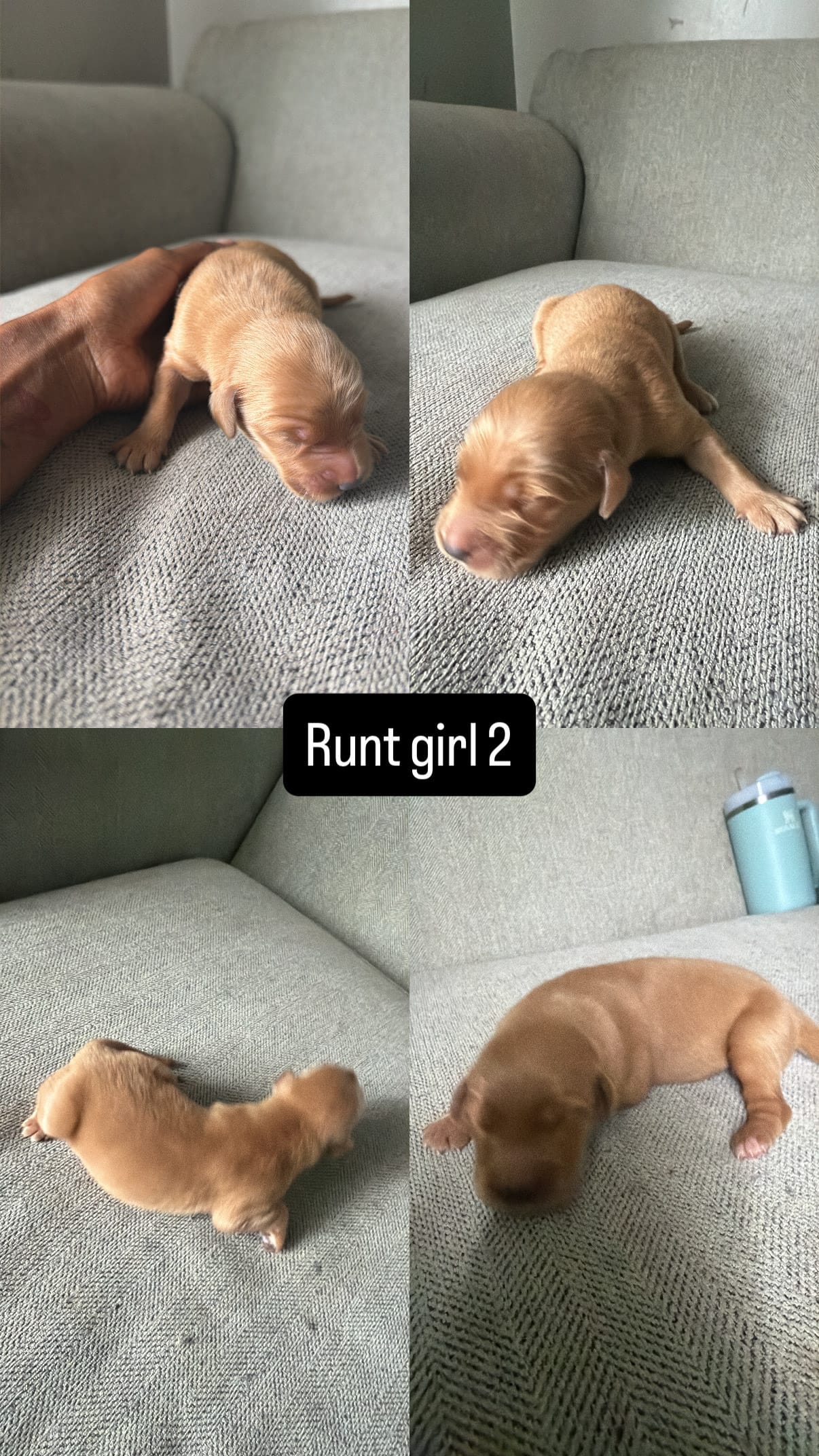 Juno – Golden Retriever puppy for sale in Pleasant Grove, AL