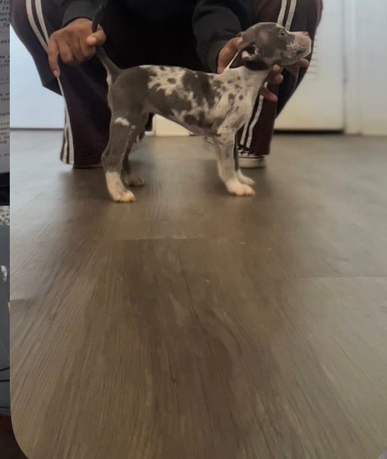 Tutty – American Bully puppy for sale in Pleasant Grove, AL