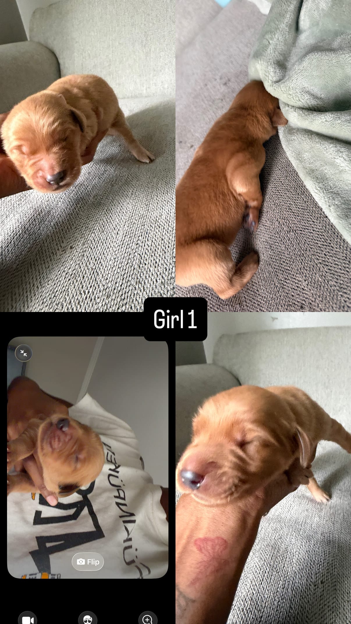 Win dixe  – Golden Retriever puppy for sale in Pleasant Grove, AL