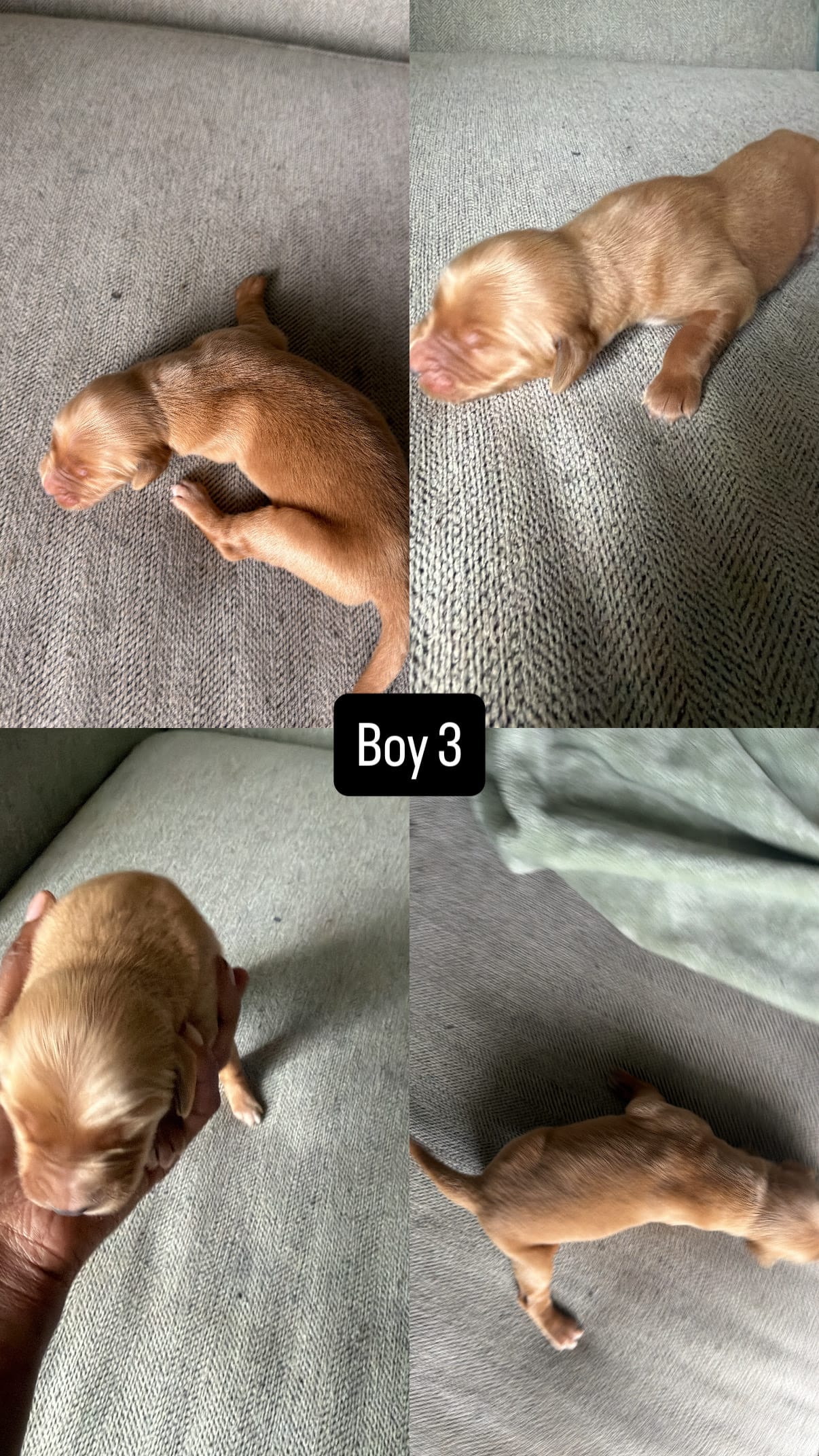 King – Golden Retriever puppy for sale in Pleasant Grove, AL