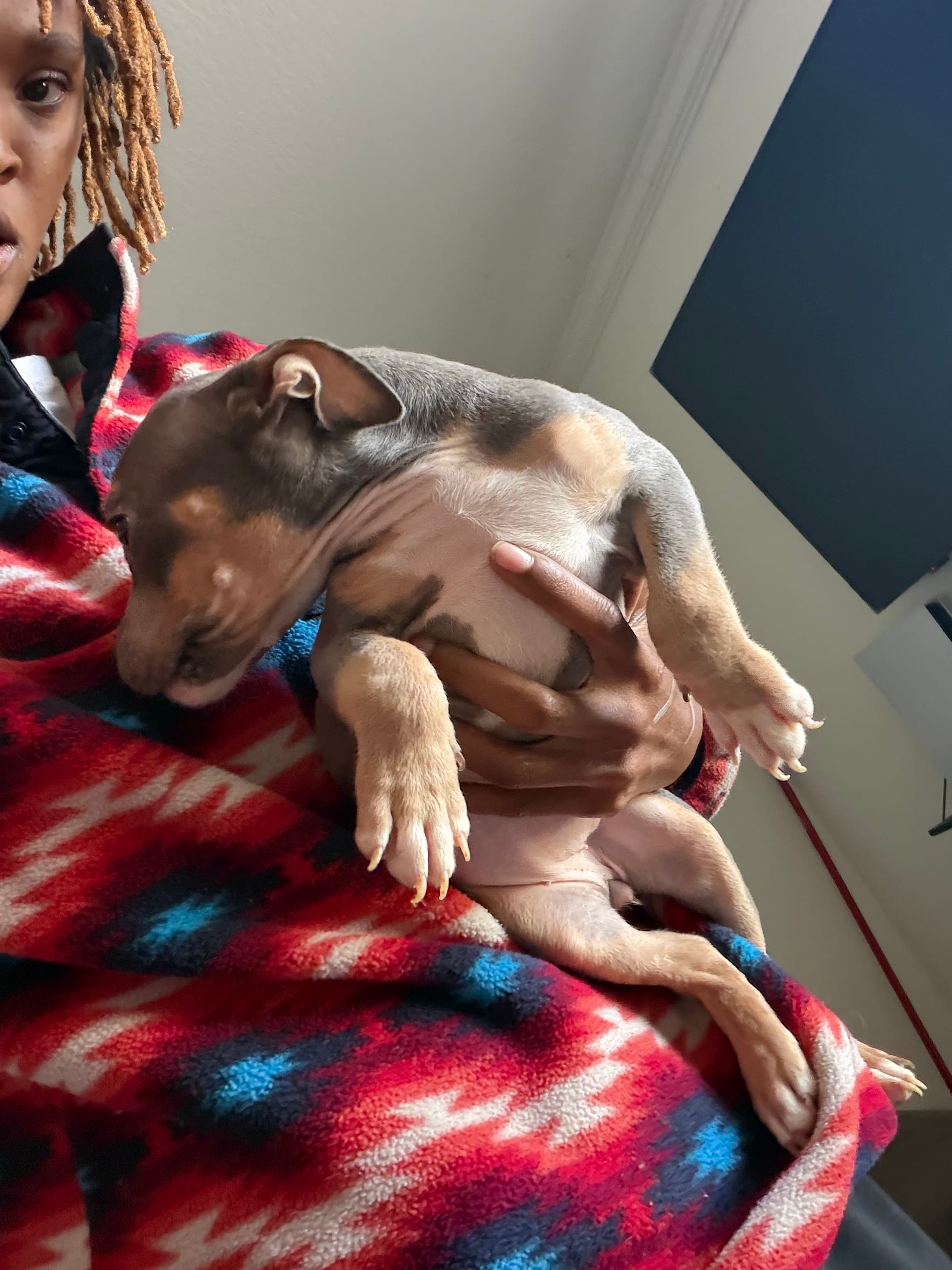 Pixe dust – American Bully puppy for sale in Pleasant Grove, AL