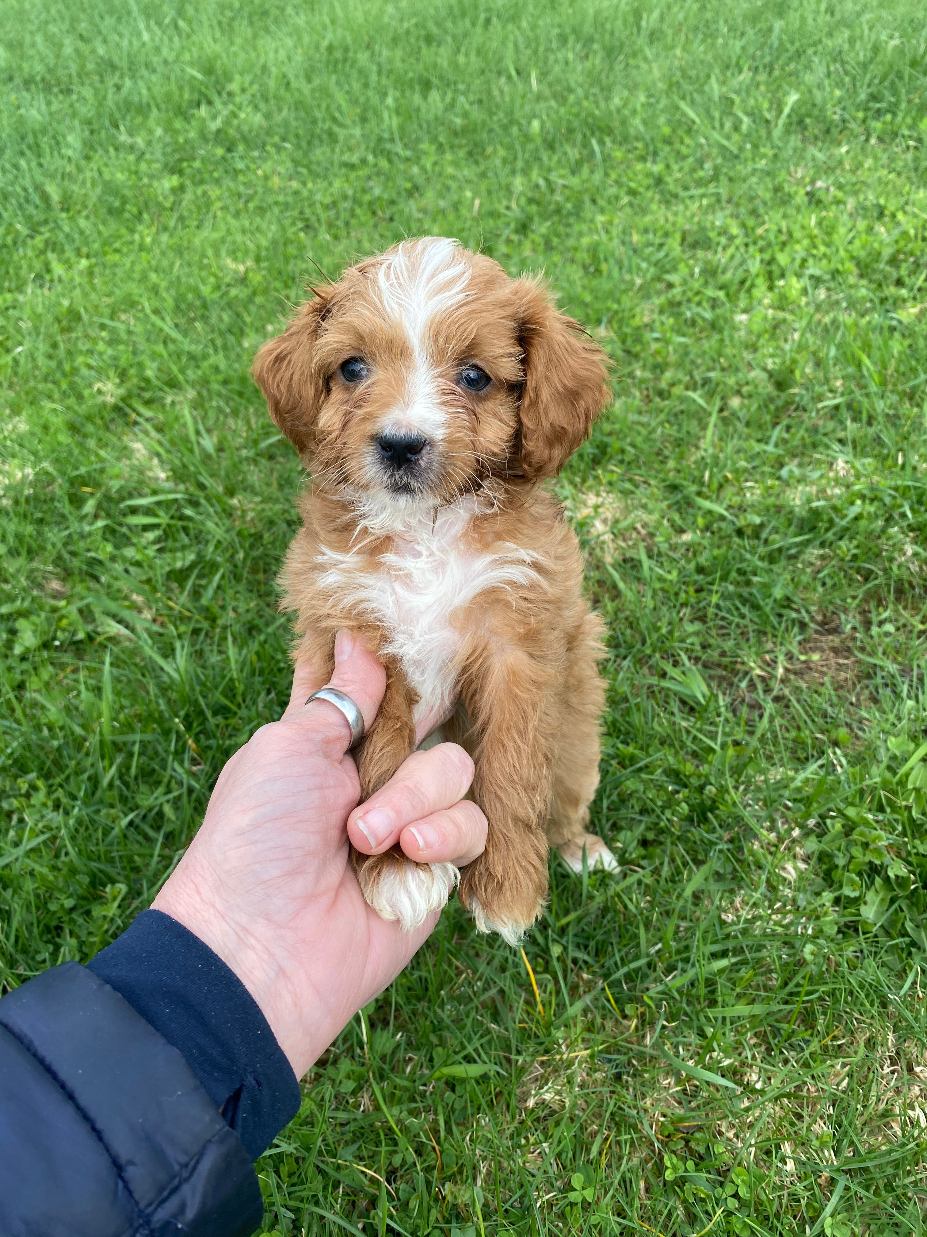 Georgie – Cavapoo puppy for sale in Edgar, WI