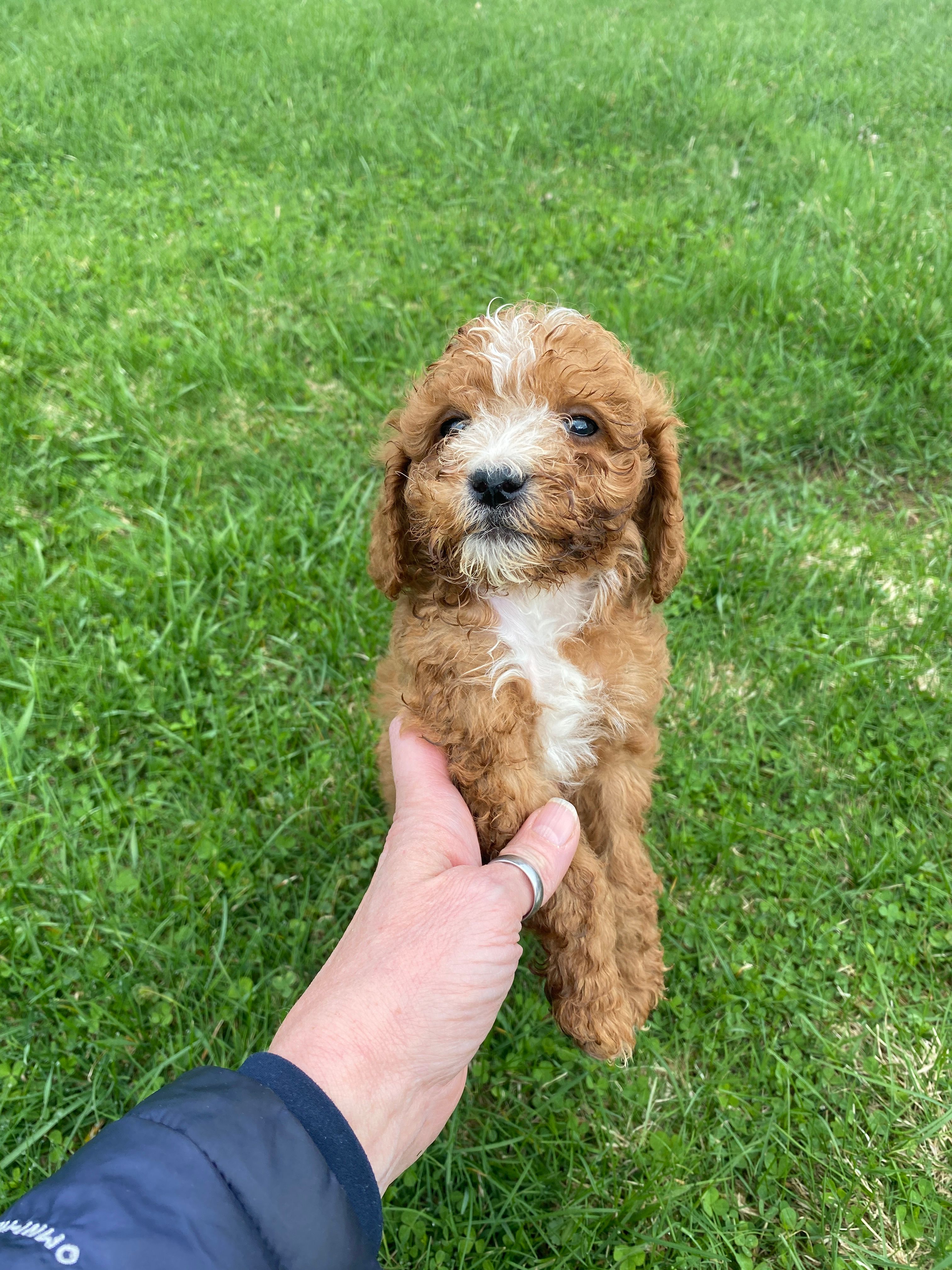 Louie – Cavapoo puppy for sale in Edgar, WI
