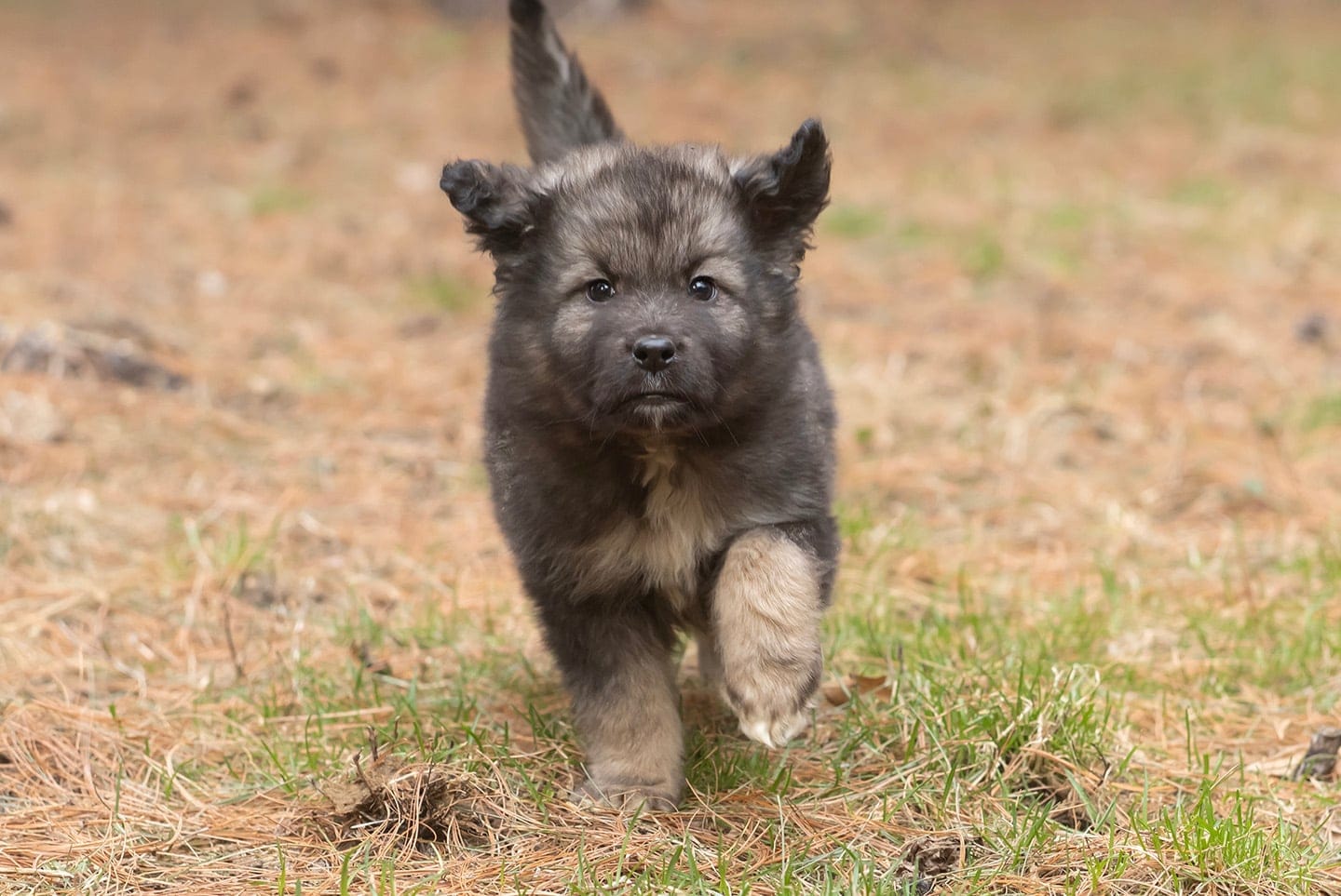 Scout – Australian Shepherd, Siberian Husky puppy for sale in Columbus, WI
