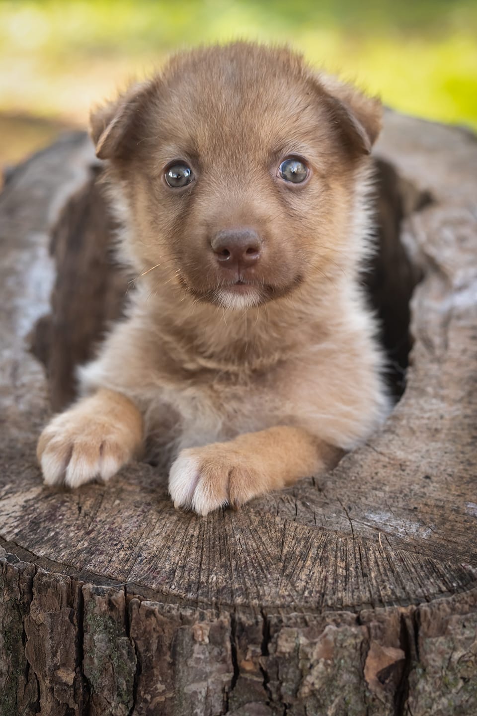 Fozzie – Border Collie, Alaskan Husky puppy for sale in Columbus, WI