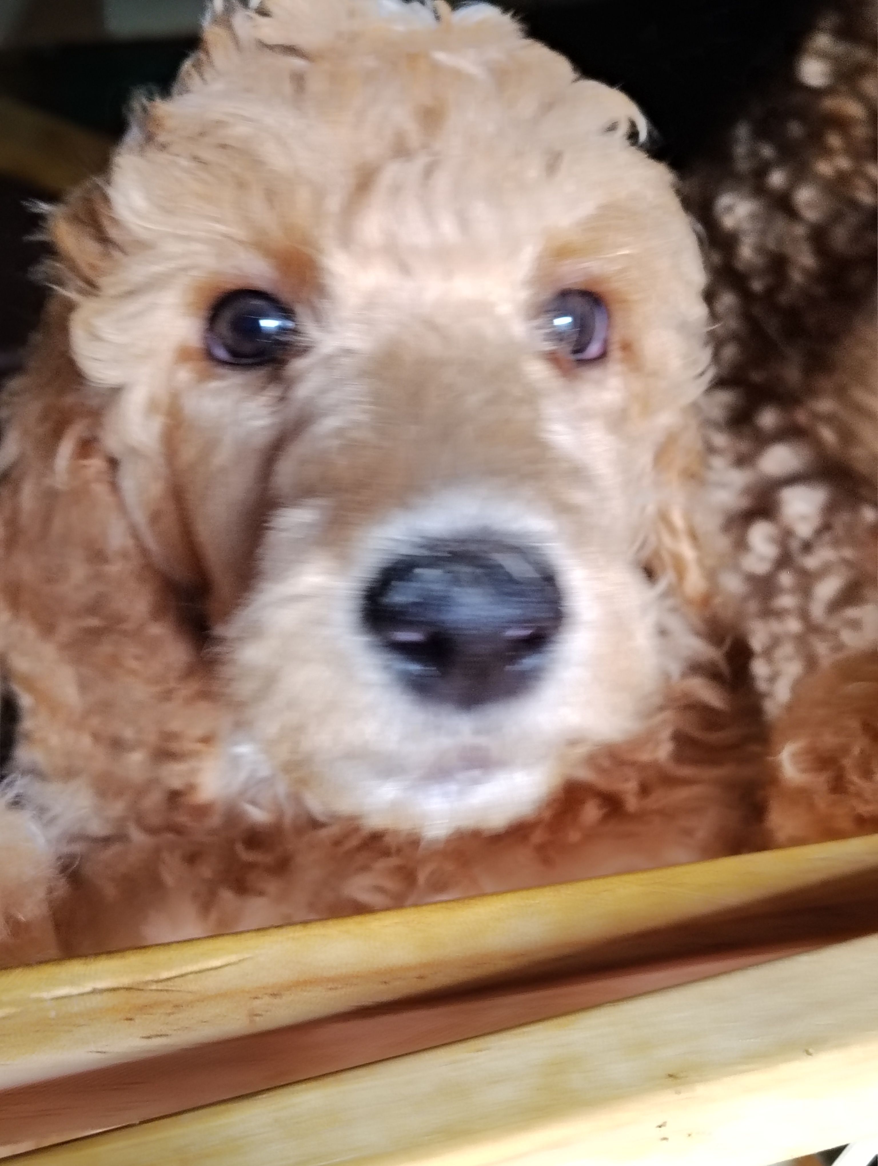 So Pretty!! Light Apricot Female  – Poodle - Standard  puppy for sale in Webb City, MO