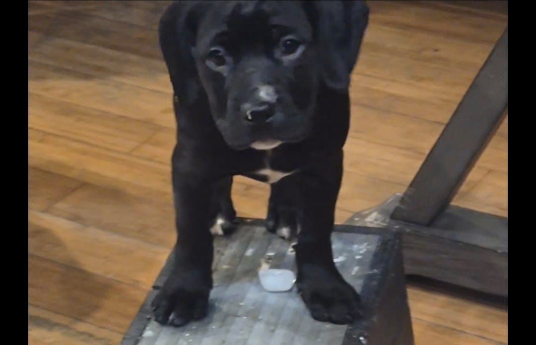 Mia – Cocker Spaniel puppy for sale in Marlton, NJ