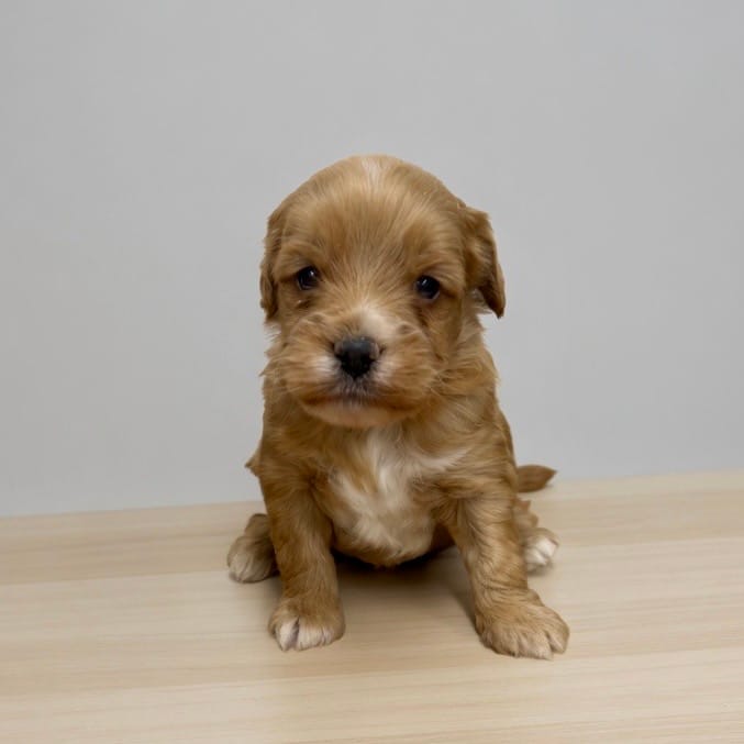 Sebastian  – Miniature Goldendoodle puppy for sale in Bells, TX