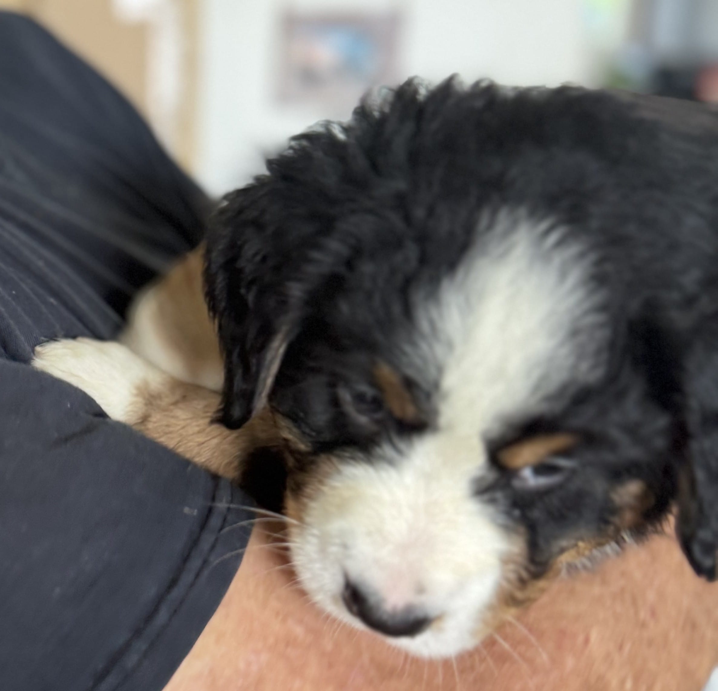 Leia's Aqua Girl – Bernese Mountain Dog puppy for sale in Springfield, OH