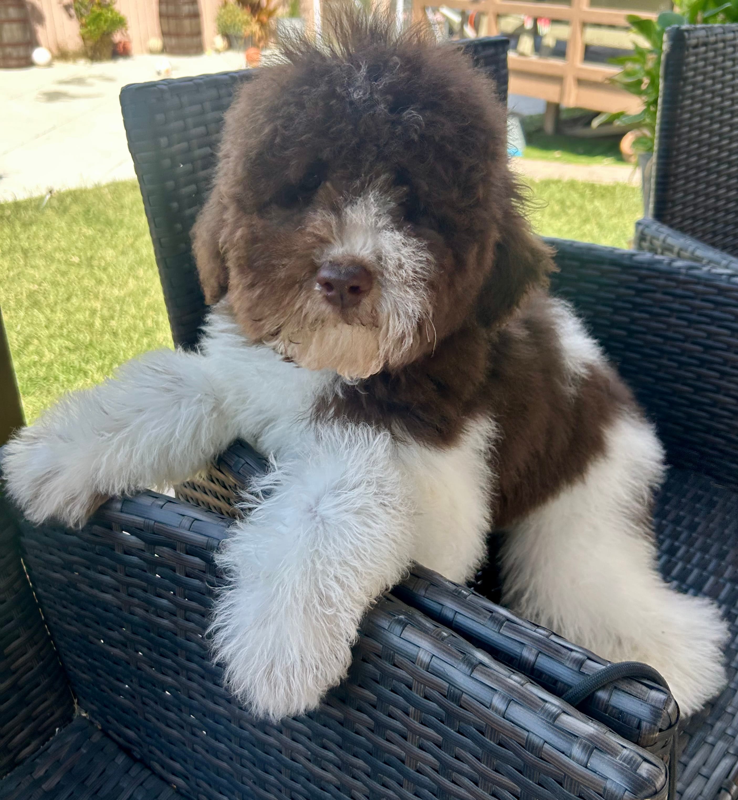 Choco – Soft Coated Wheaten Terrier, Poodle - Standard  puppy for sale in Corona, CA