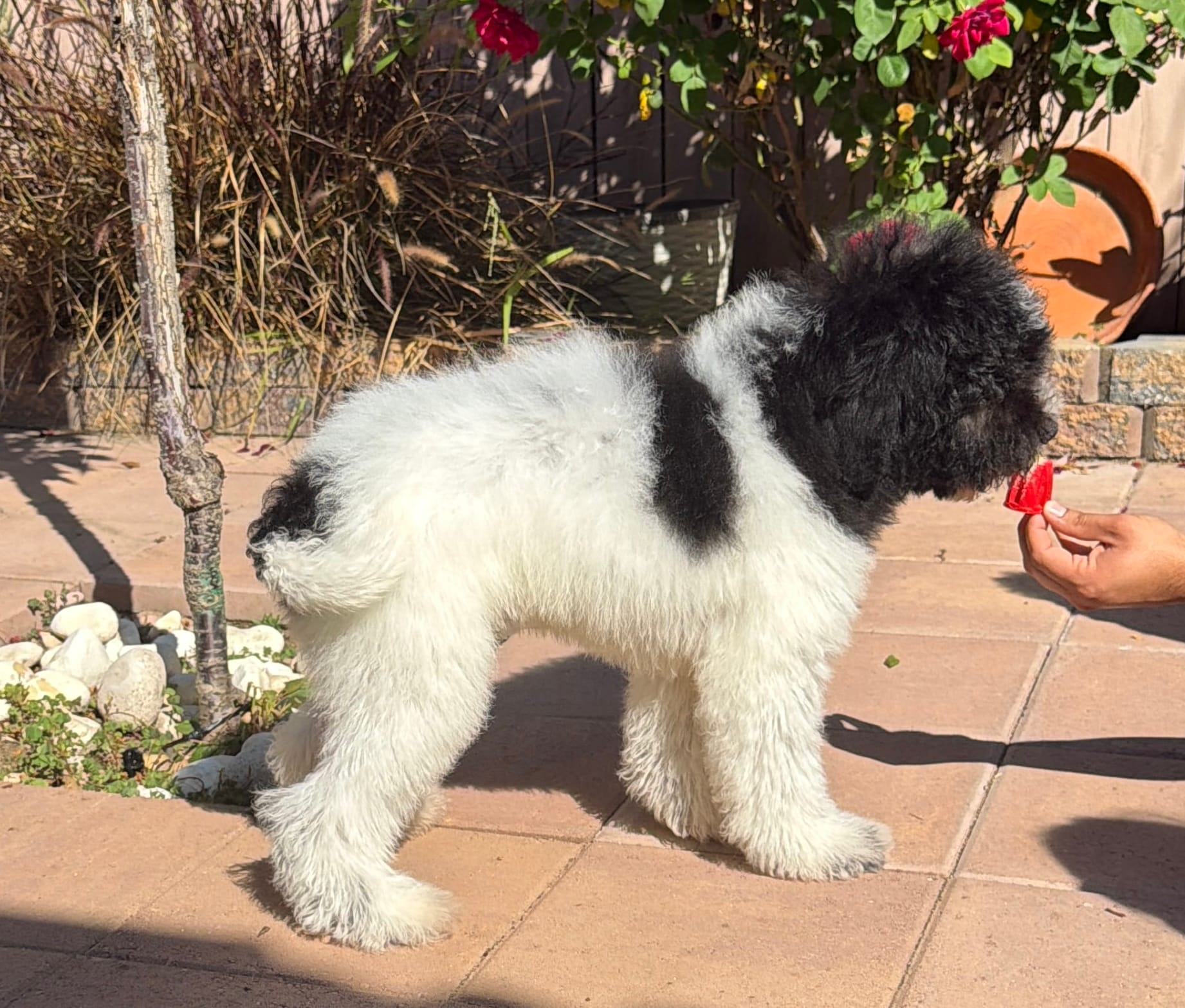 Starlet – Soft Coated Wheaten Terrier, Poodle - Standard  puppy for sale in Corona, CA
