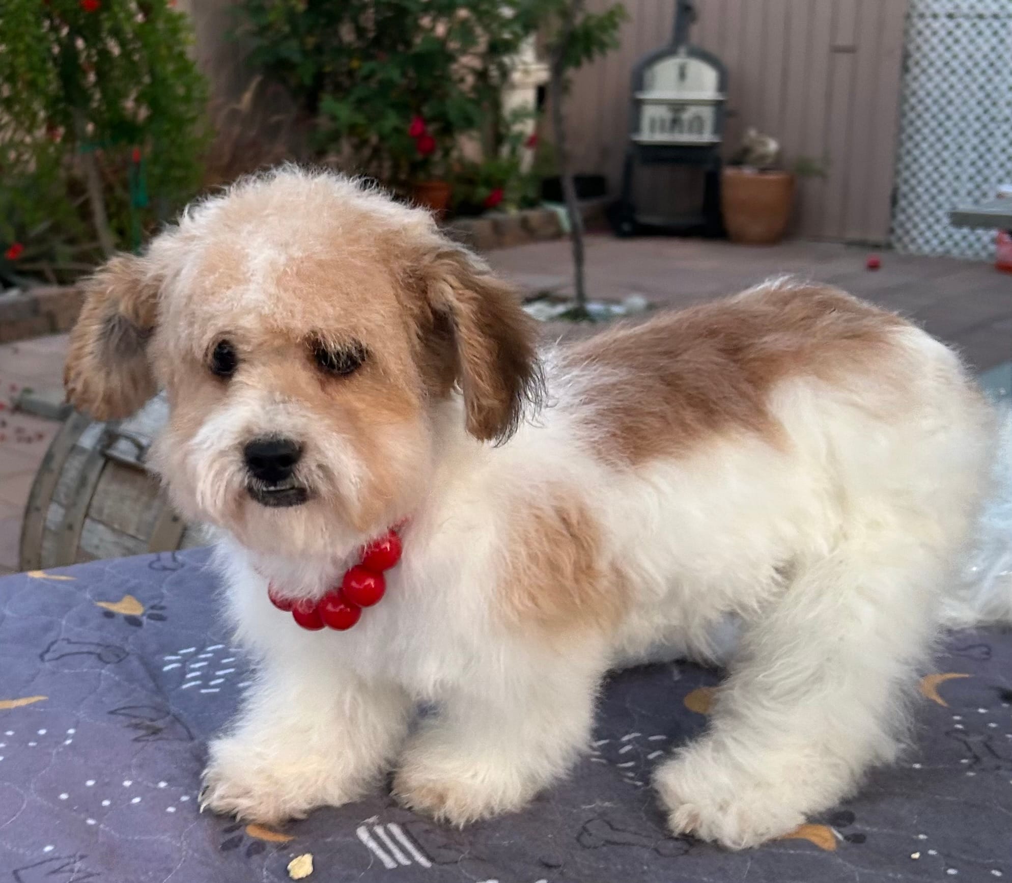 Mina  – Shih Tzu, Poodle - Toy  puppy for sale in Corona, CA