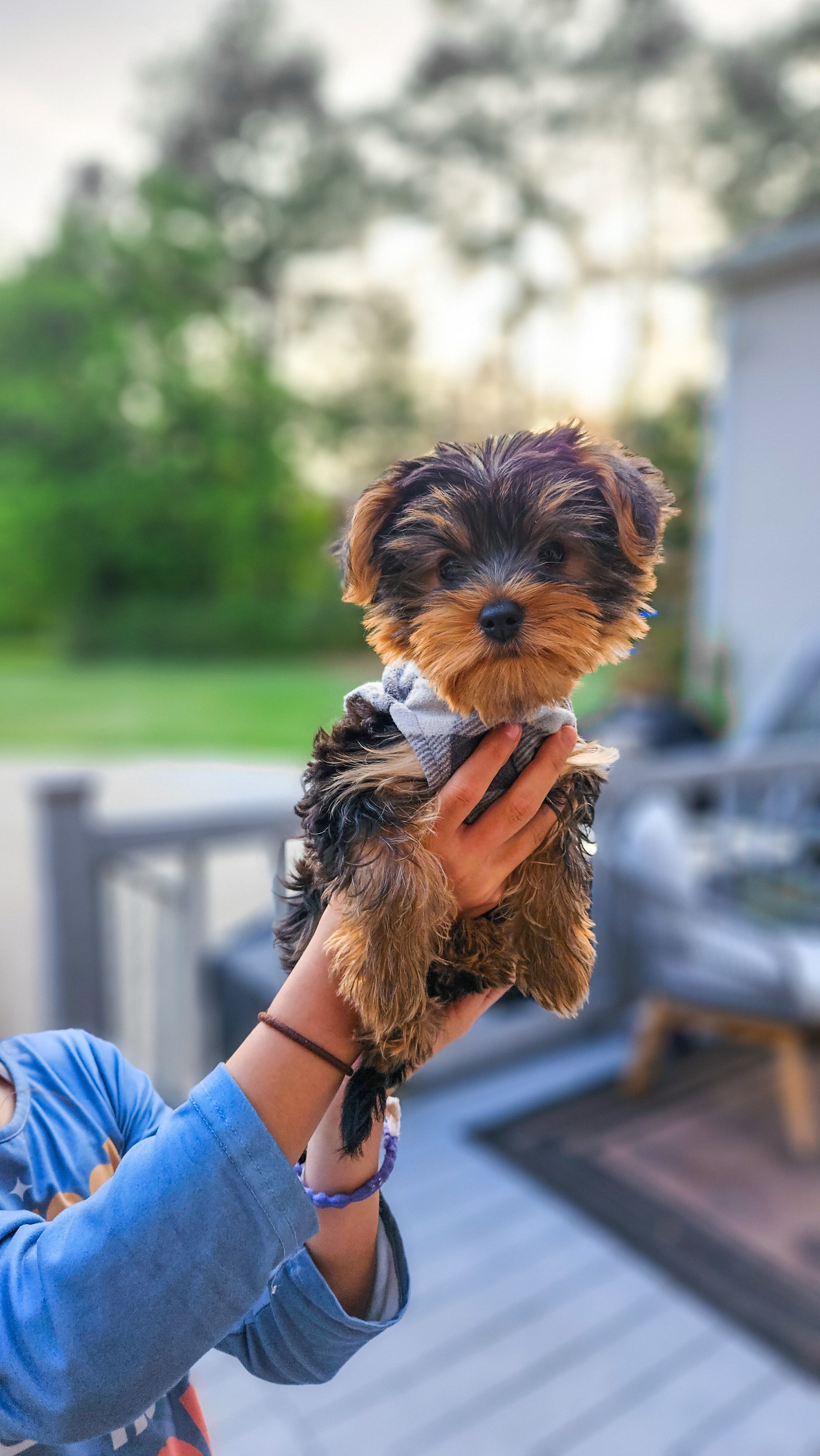 Buddy – Yorkshire Terrier puppy for sale in Gilbertsville, KY