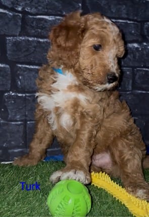 Turk – Goldendoodle puppy for sale in Cleveland, OH
