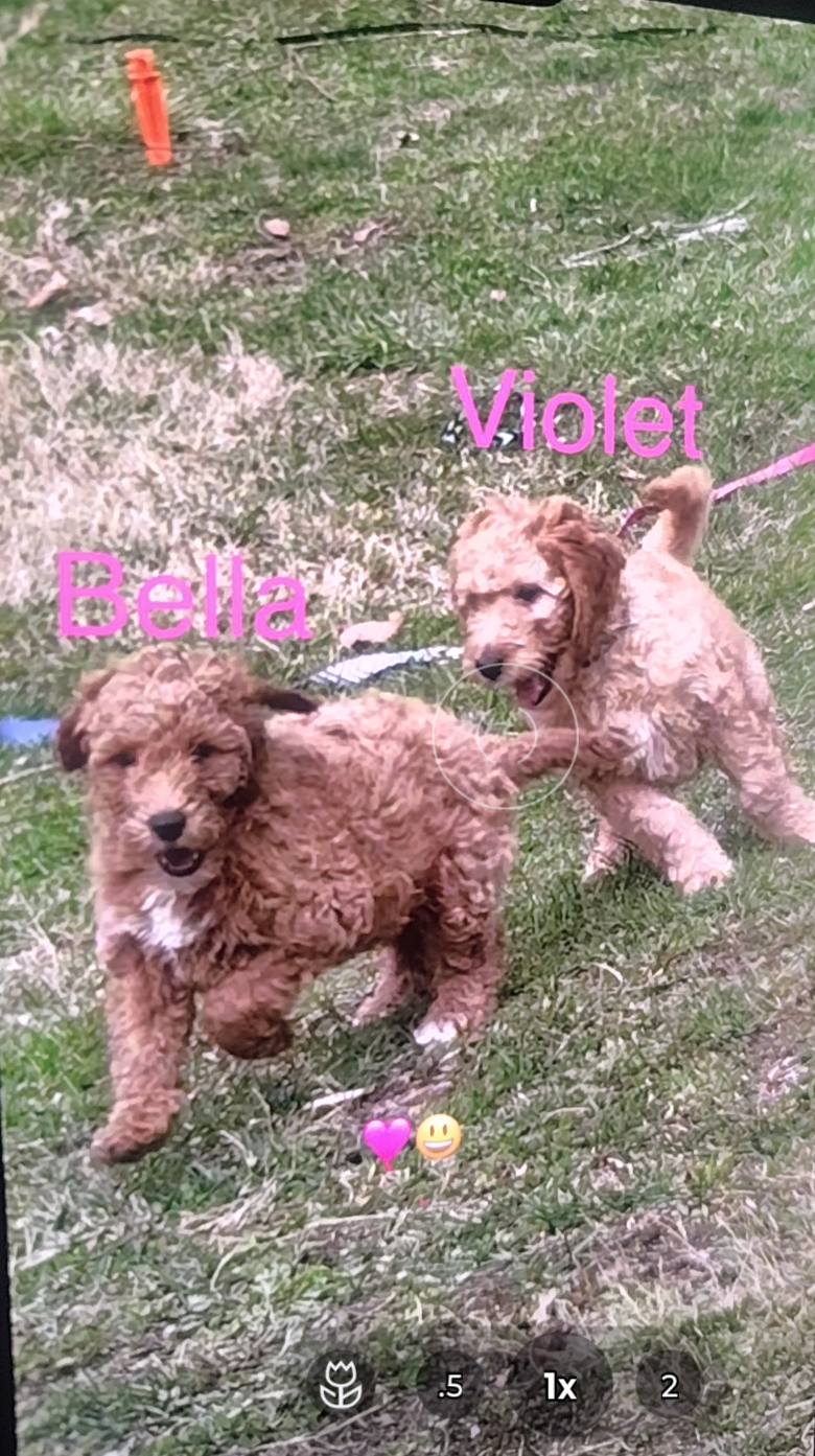 Violet mini goldendoodle  – Goldendoodle puppy for sale in Cleveland, OH