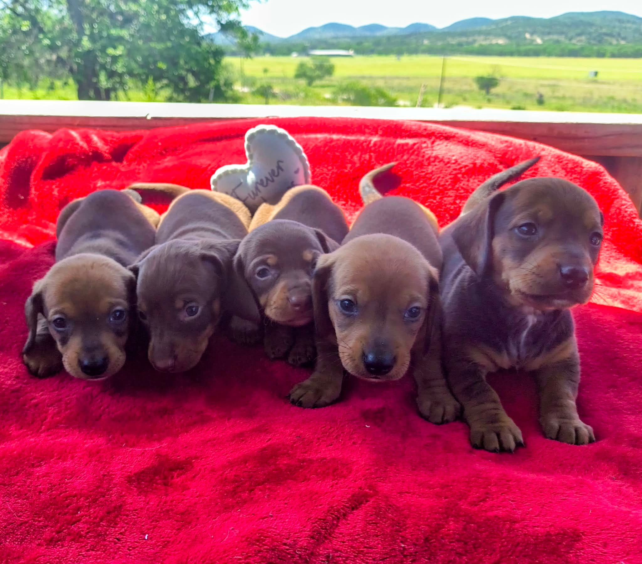 Duke, a male Dachshund for sale in San Antonio, TX – 5 of 7