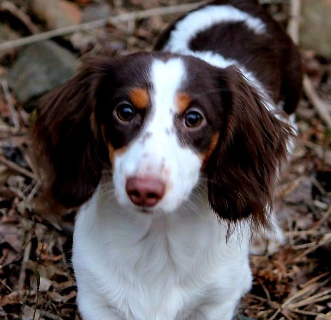 Duke, a male Dachshund for sale in San Antonio, TX – 6 of 7