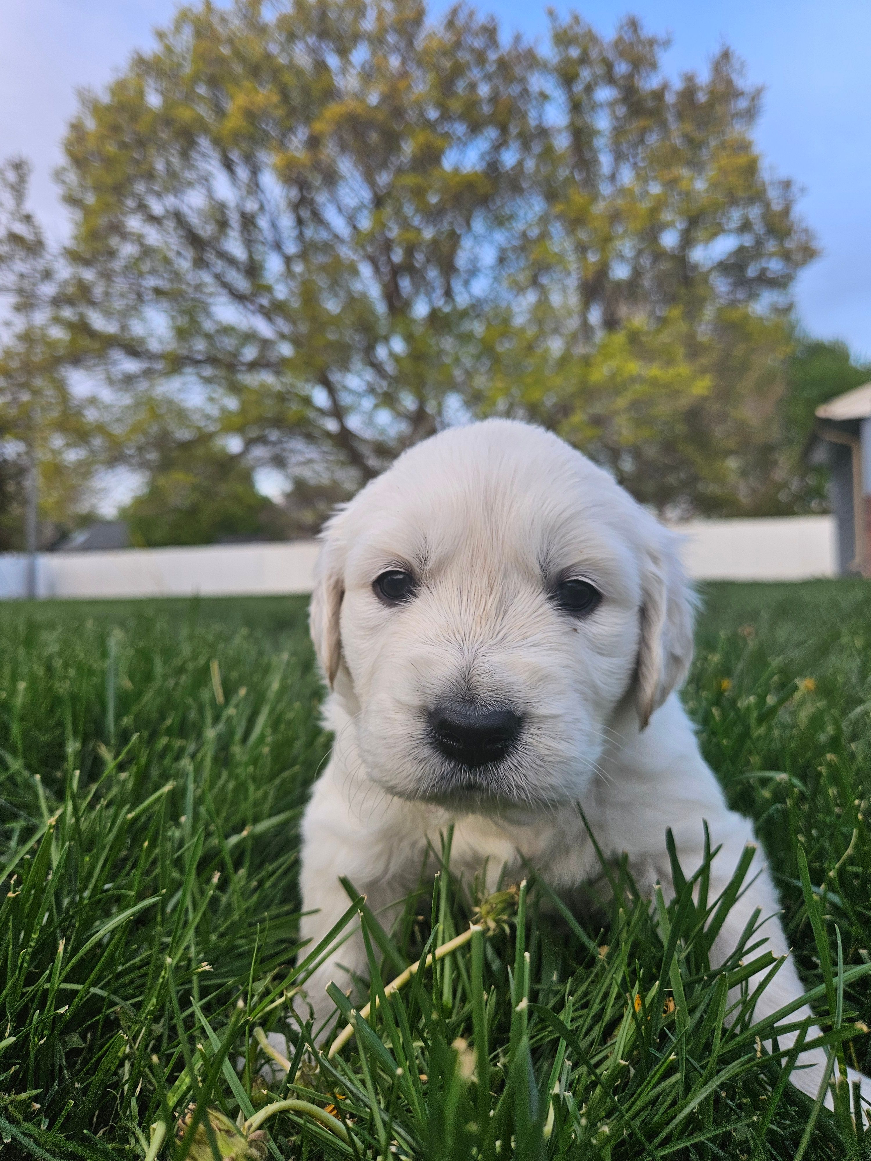 Mr Yellow – Golden Retriever puppy for sale in Grand Island, NE