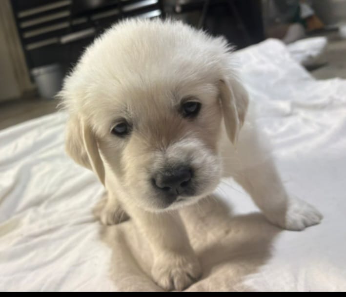 Mr White – Golden Retriever puppy for sale in Grand Island, NE