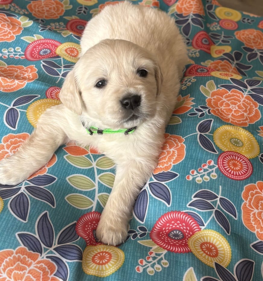 Miss Green – Golden Retriever puppy for sale in Grand Island, NE