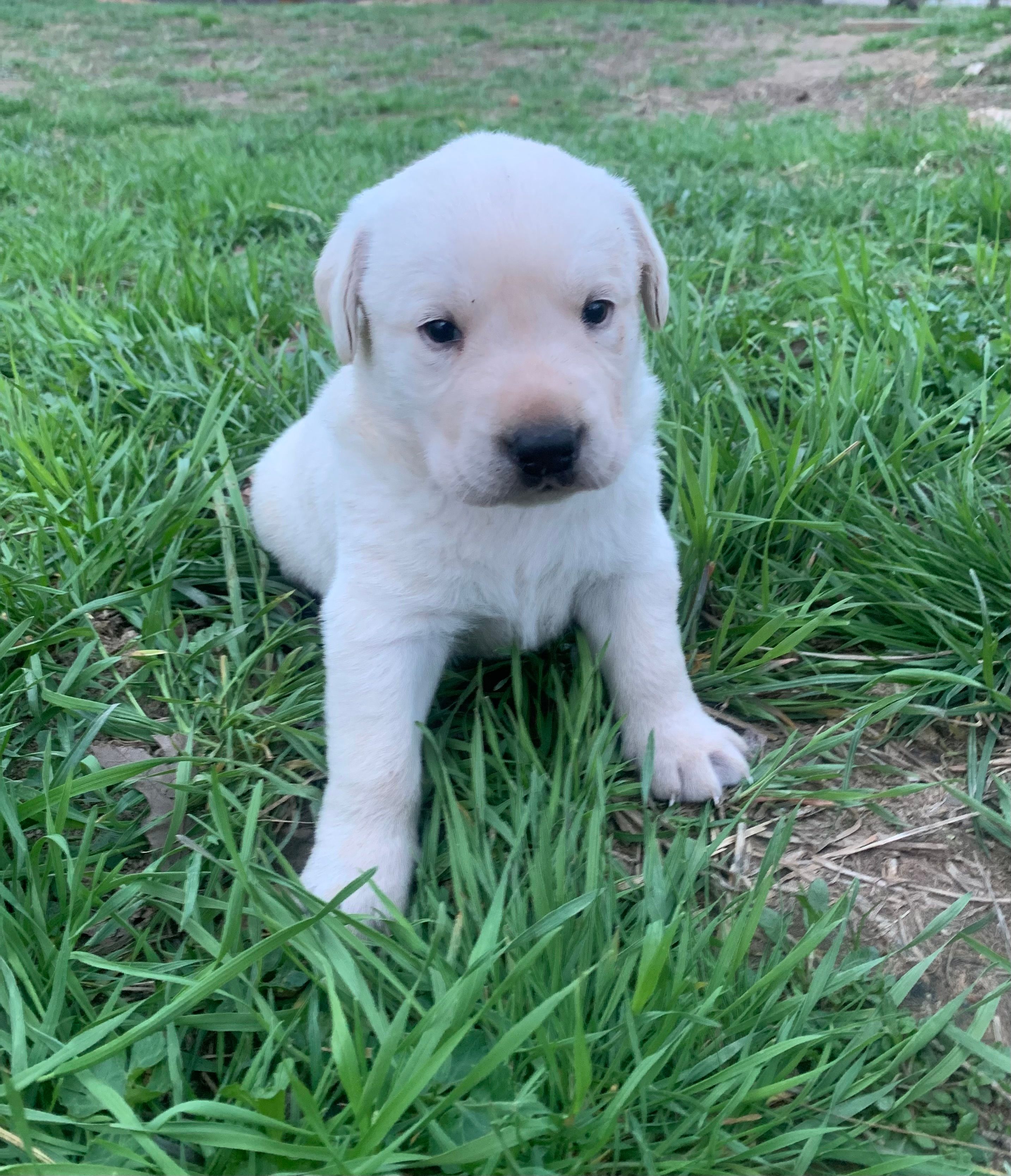 Gunner – Labrador Retriever puppy for sale in Hurricane Mills, TN