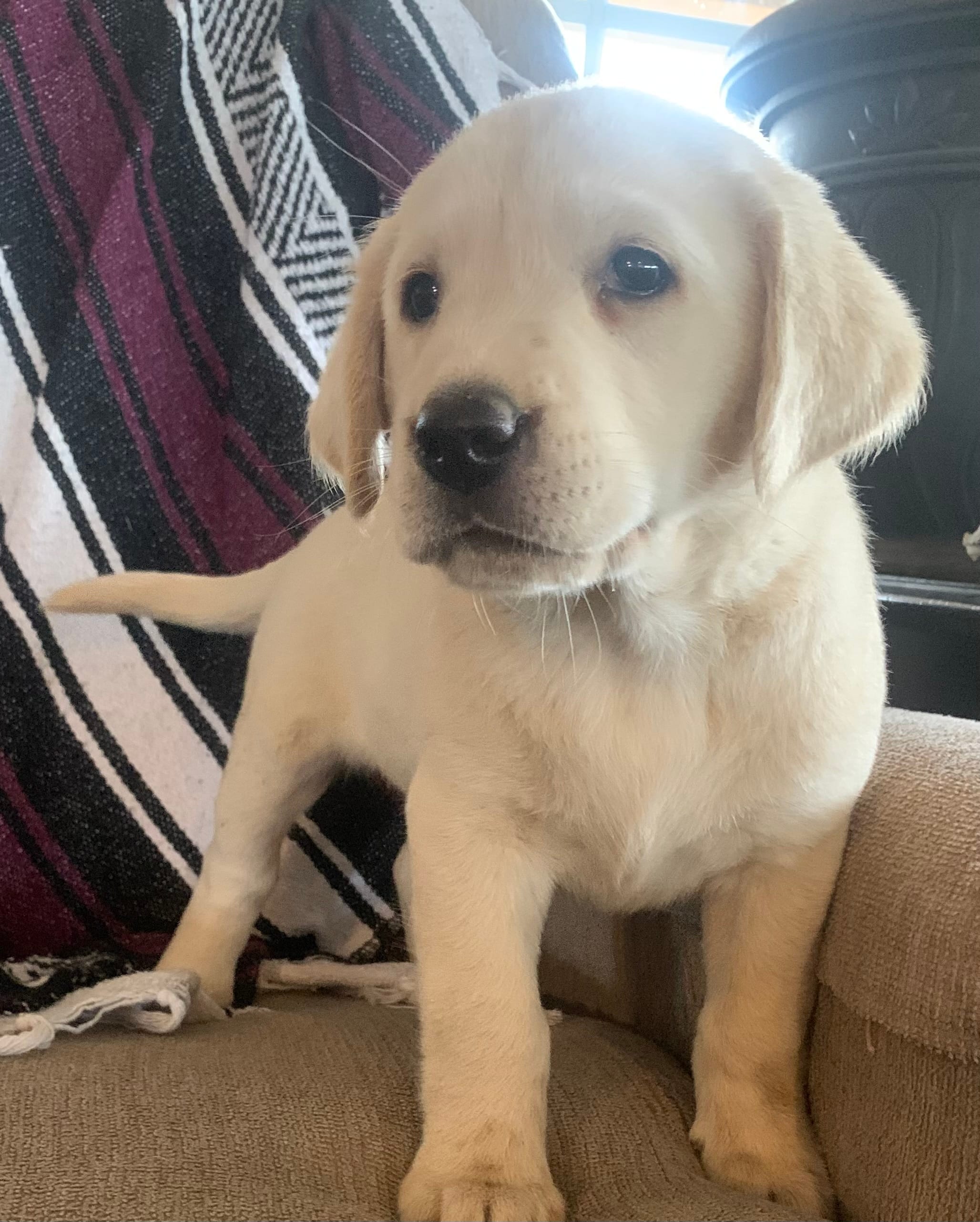 Bailey – Labrador Retriever puppy for sale in Hurricane Mills, TN