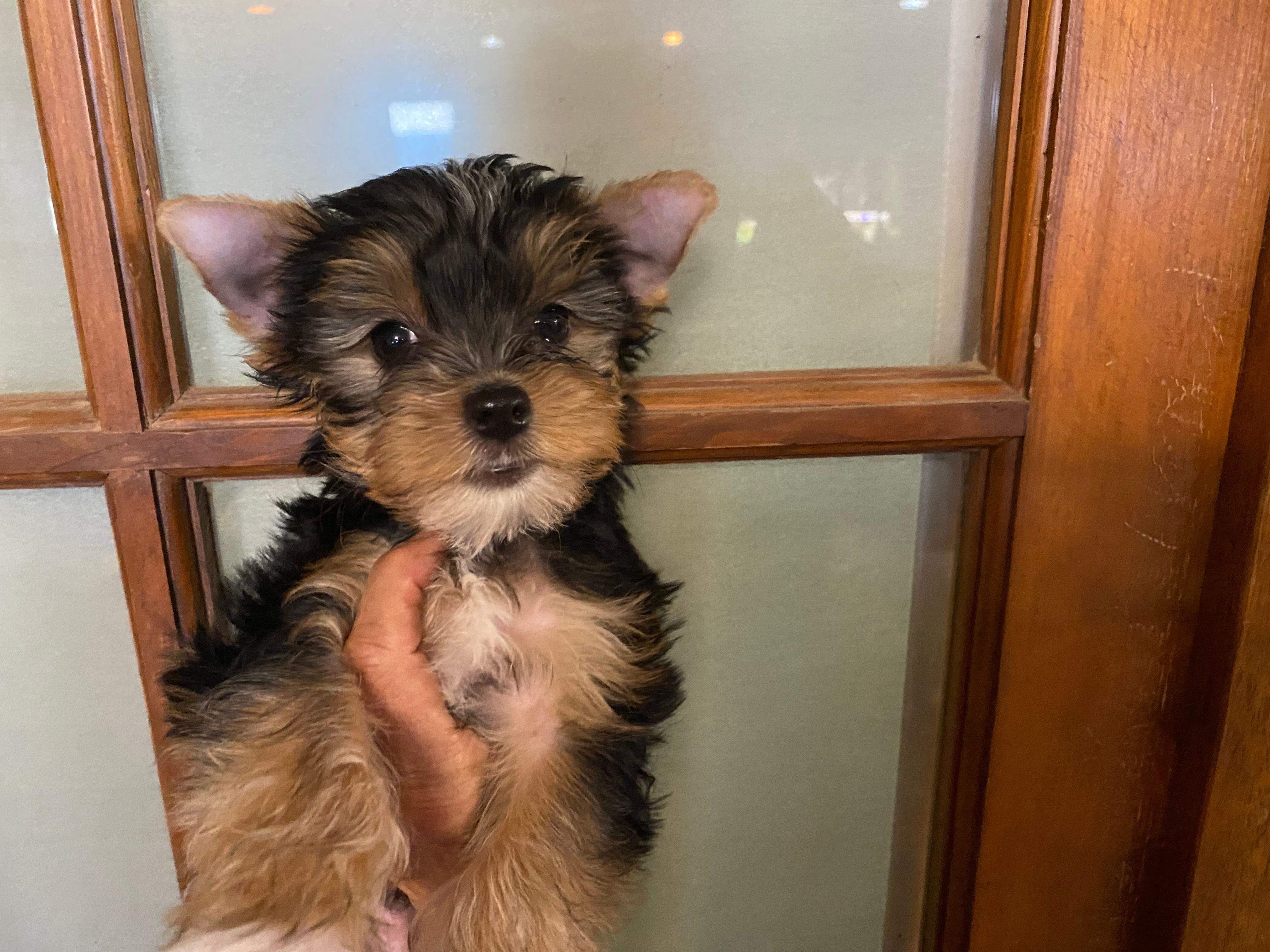 piper male – Yorkshire Terrier puppy for sale in Hygiene, CO