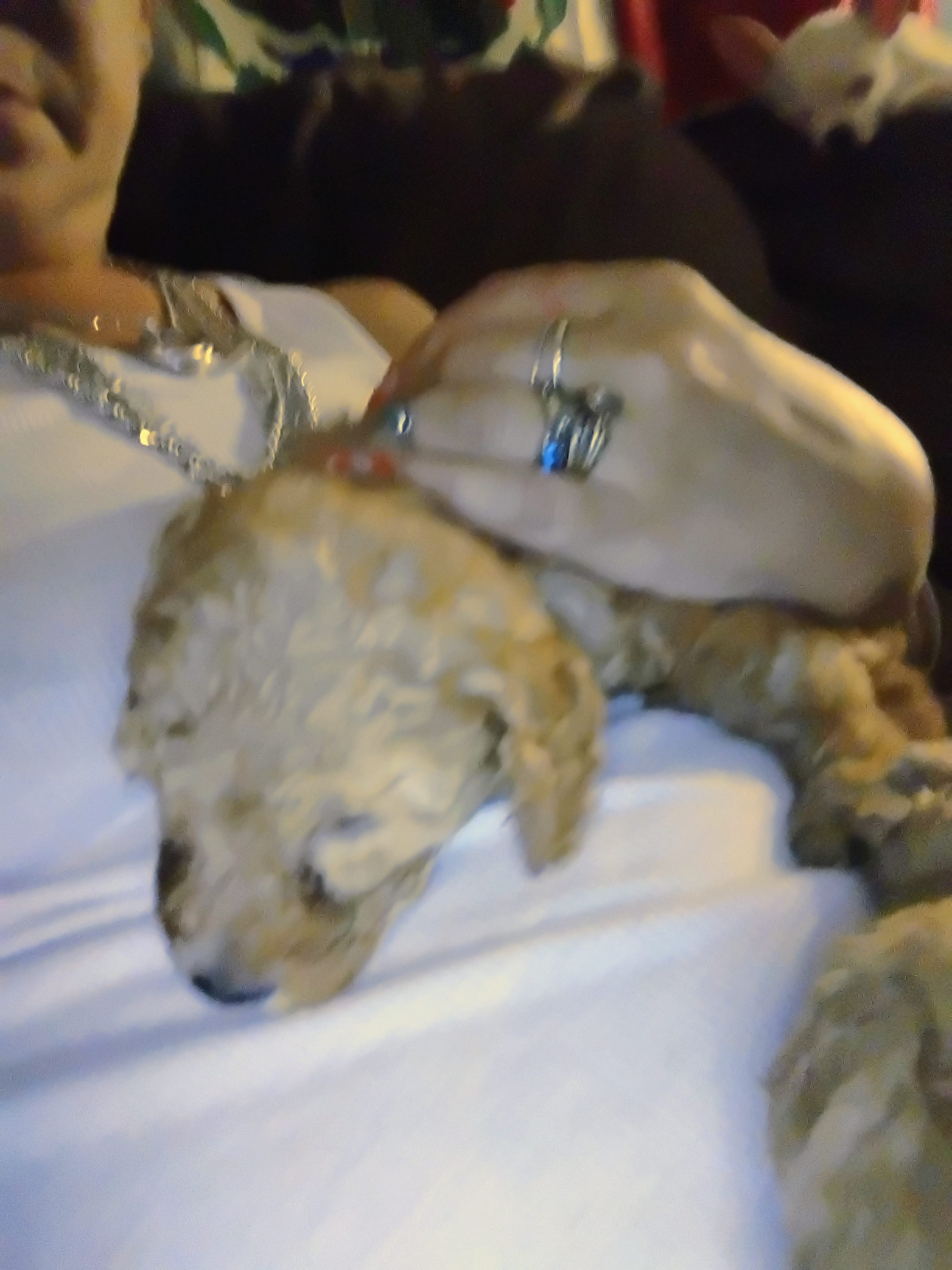 Princess  – Poodle - Miniature  puppy for sale in Plant City, FL