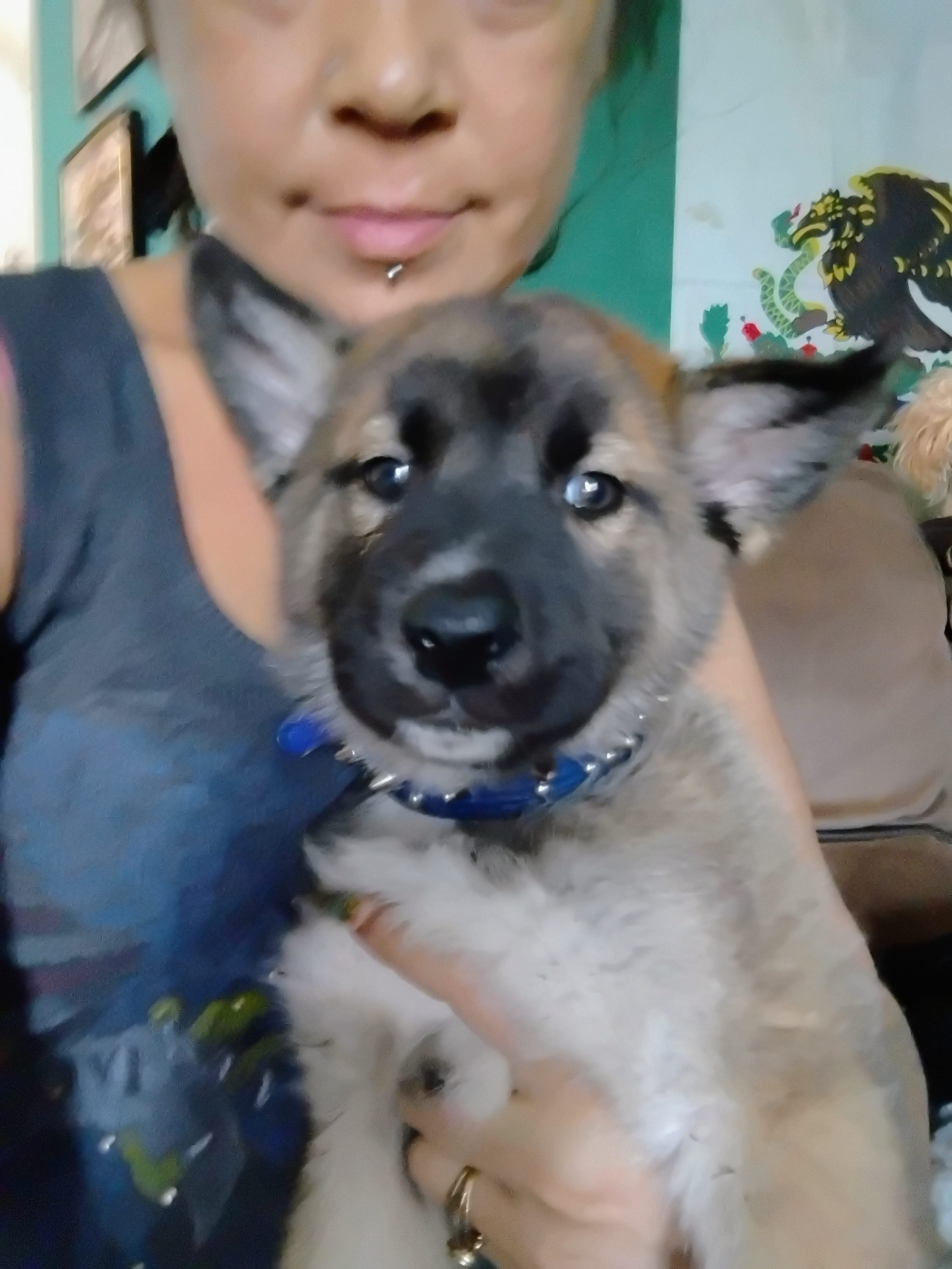 Chico  – Belgian Malinois, Siberian Husky puppy for sale in Plant City, FL