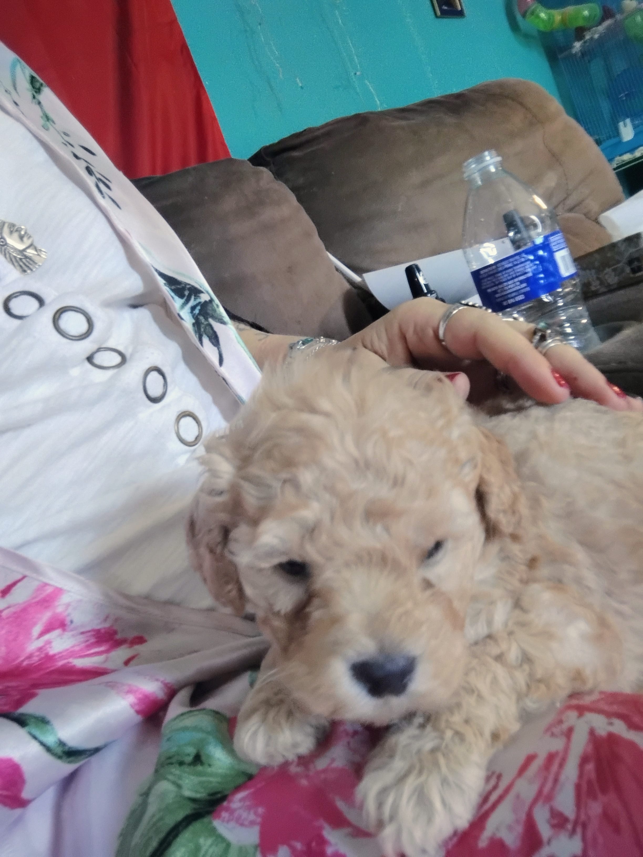 Fluffy  – Poodle - Miniature  puppy for sale in Plant City, FL