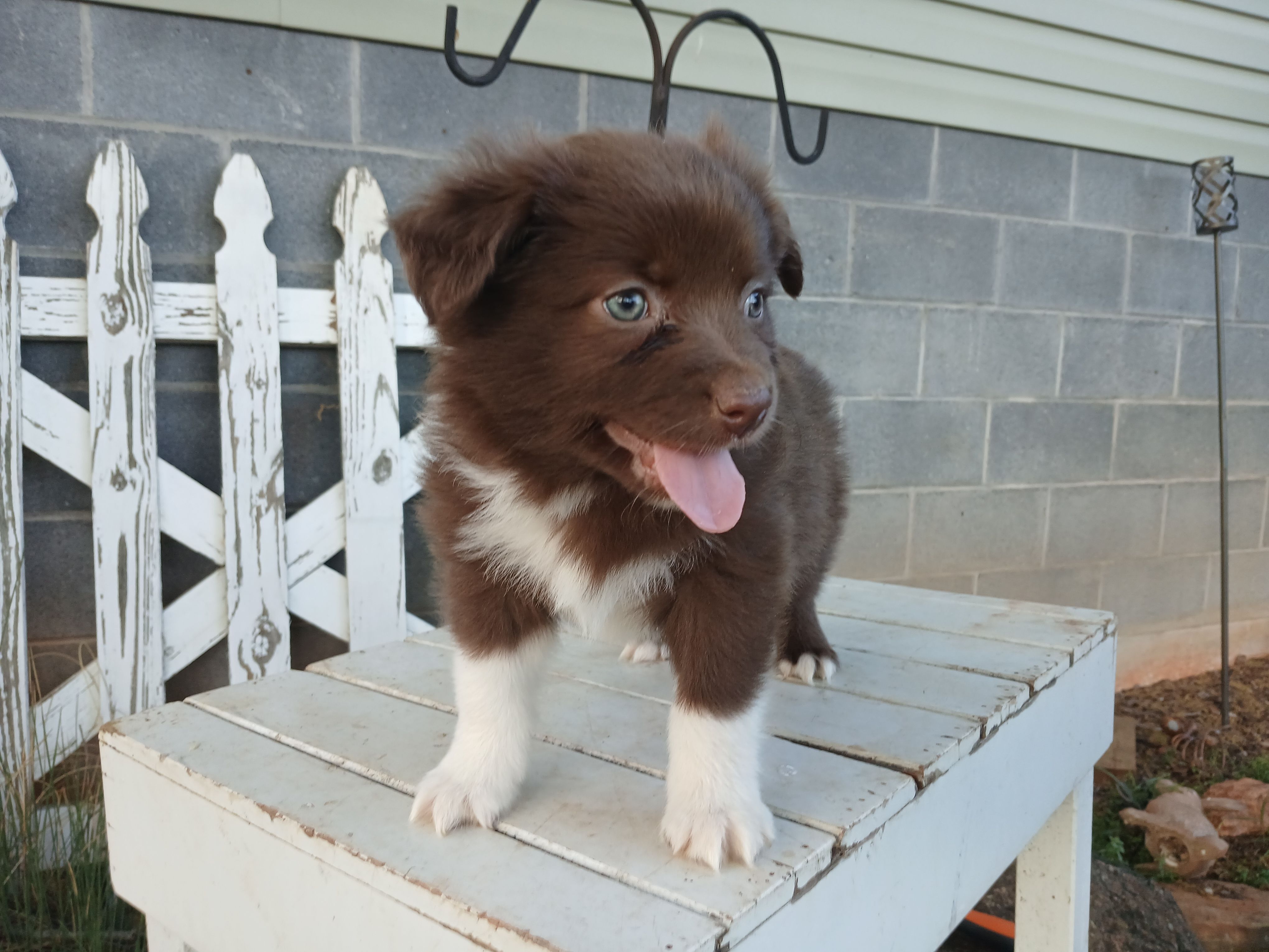 Theo – Miniature Australian Shepherd puppy for sale in Seneca, SC