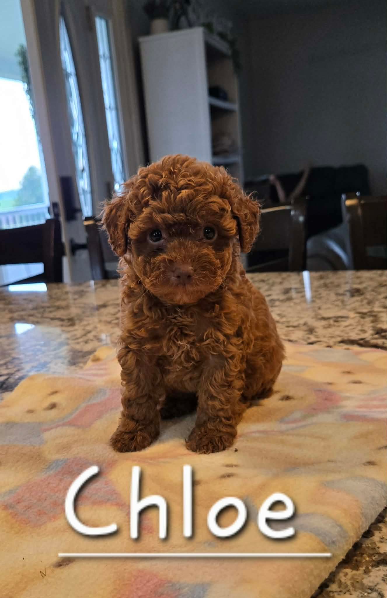 AKC Chloe  – Poodle - Toy  puppy for sale in Elnora, IN